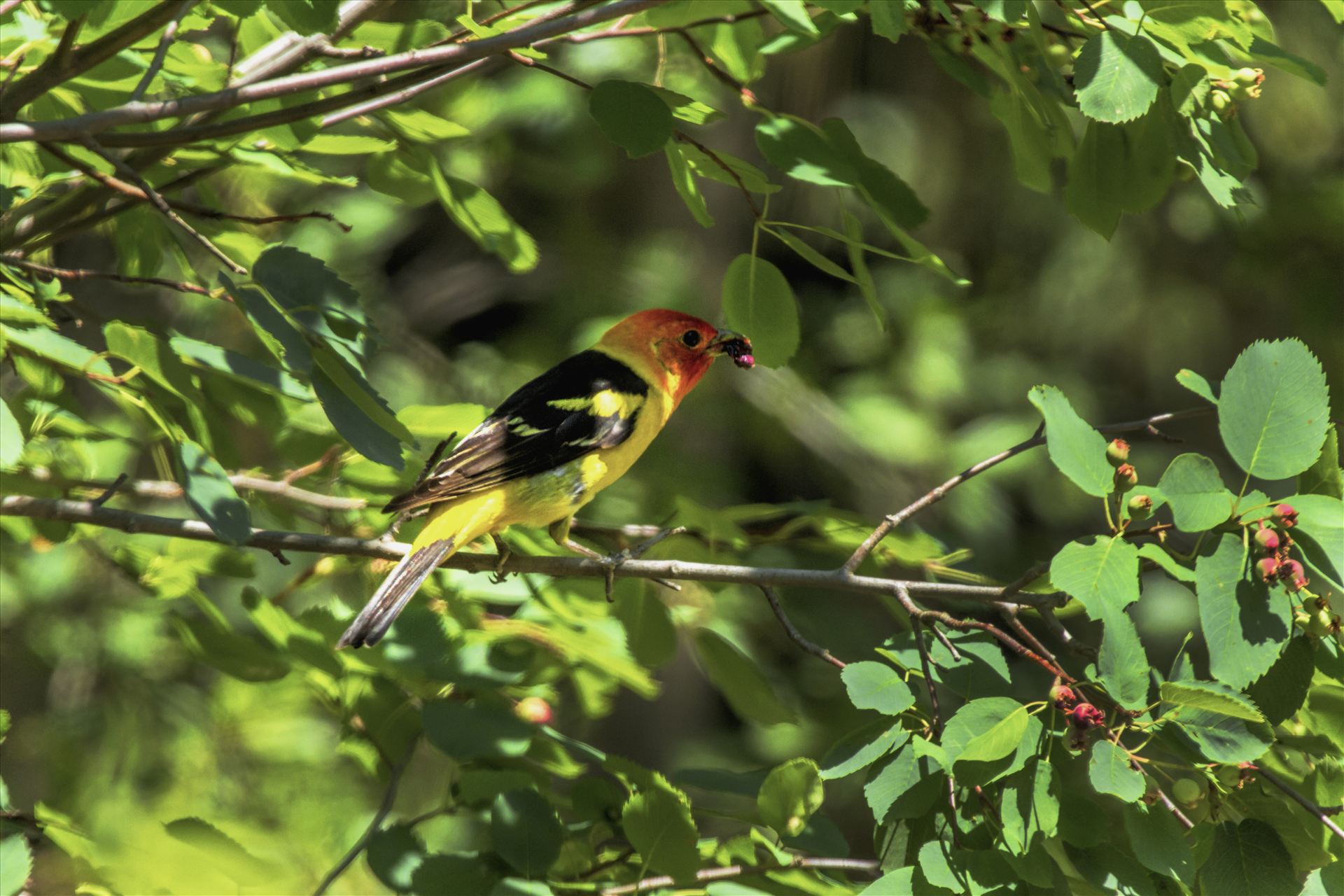 Western Tanager with Dinner A Western Tanager with its beak full of berries. by Bear Conceptions Photography