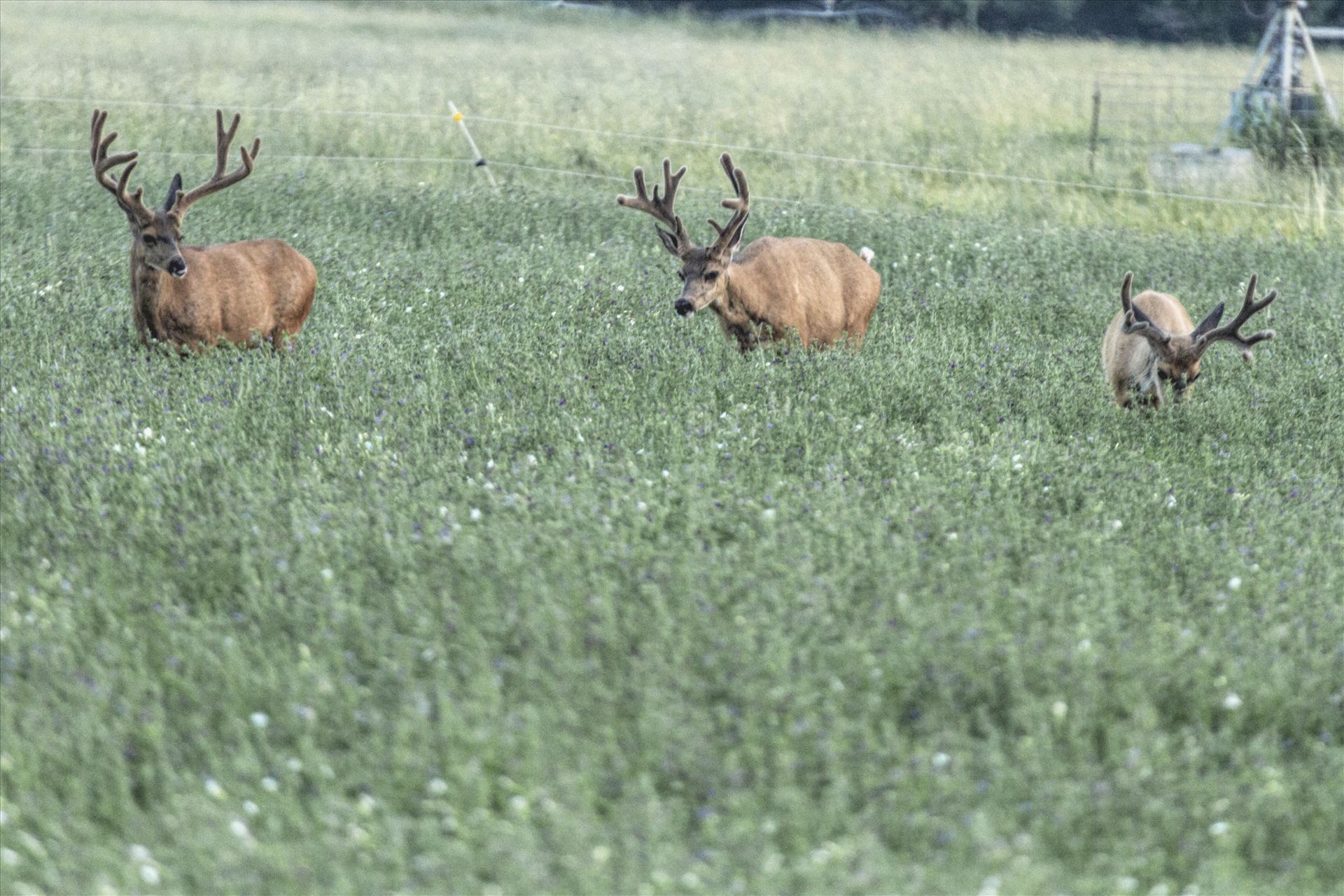Farm Land Bucks Every chance these bucks get, they are standing in the middle of some of the best alfalfa in the world, feeding and growing. by Bear Conceptions Photography