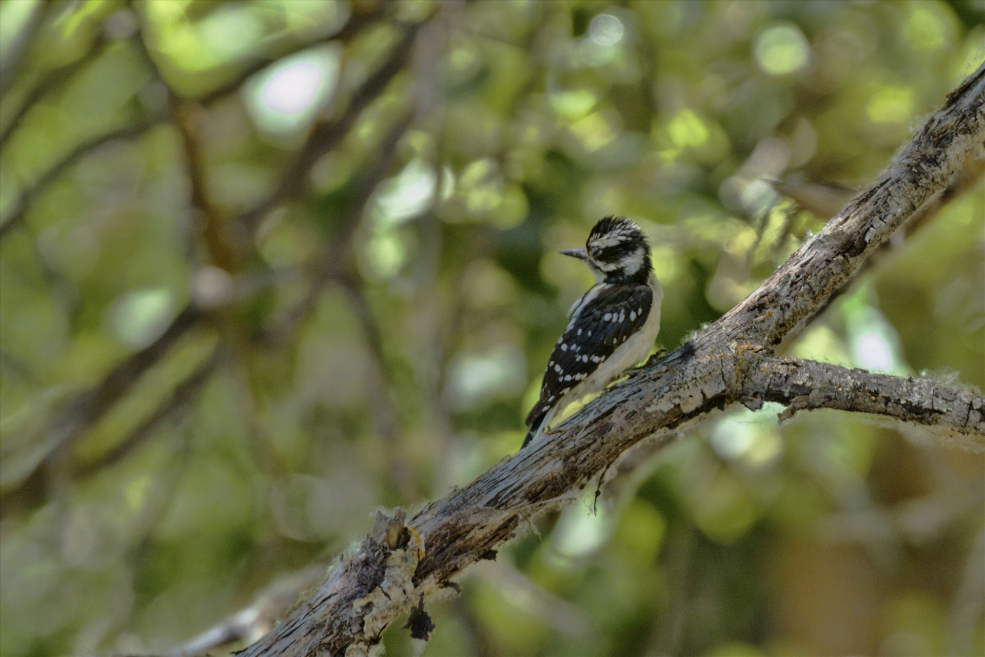 Baby Downey Woodpecker 073.jpg  by Bear Conceptions Photography