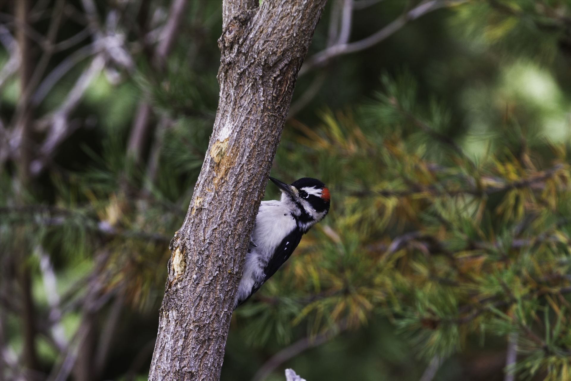 Downy Woodpecker 098.jpg  by Bear Conceptions Photography