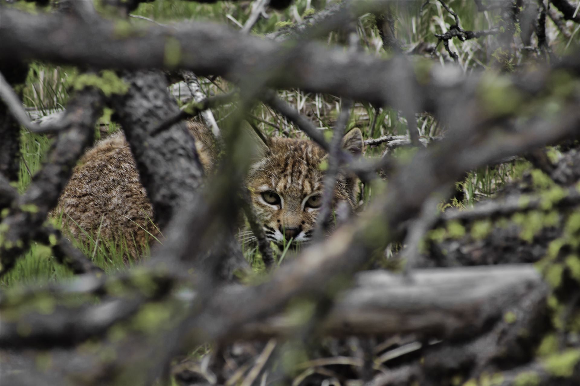 You Can't See Me Found this bobcat while out hiking.  He thought he was hid behind this brush, between to old logs.  I was less than 15 ft. away at this point. by Bear Conceptions Photography