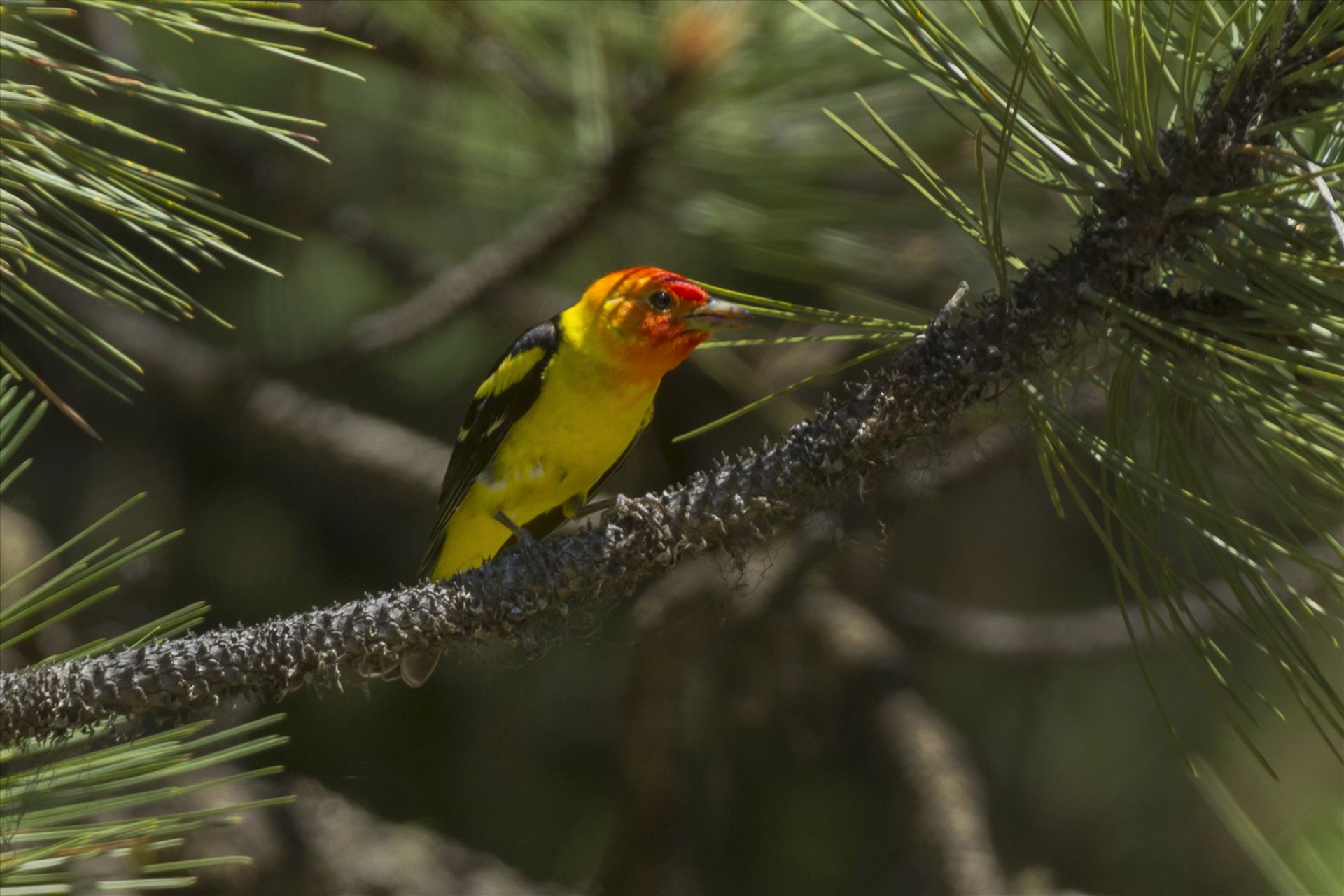 Western Tanager 008.jpg  by Bear Conceptions Photography