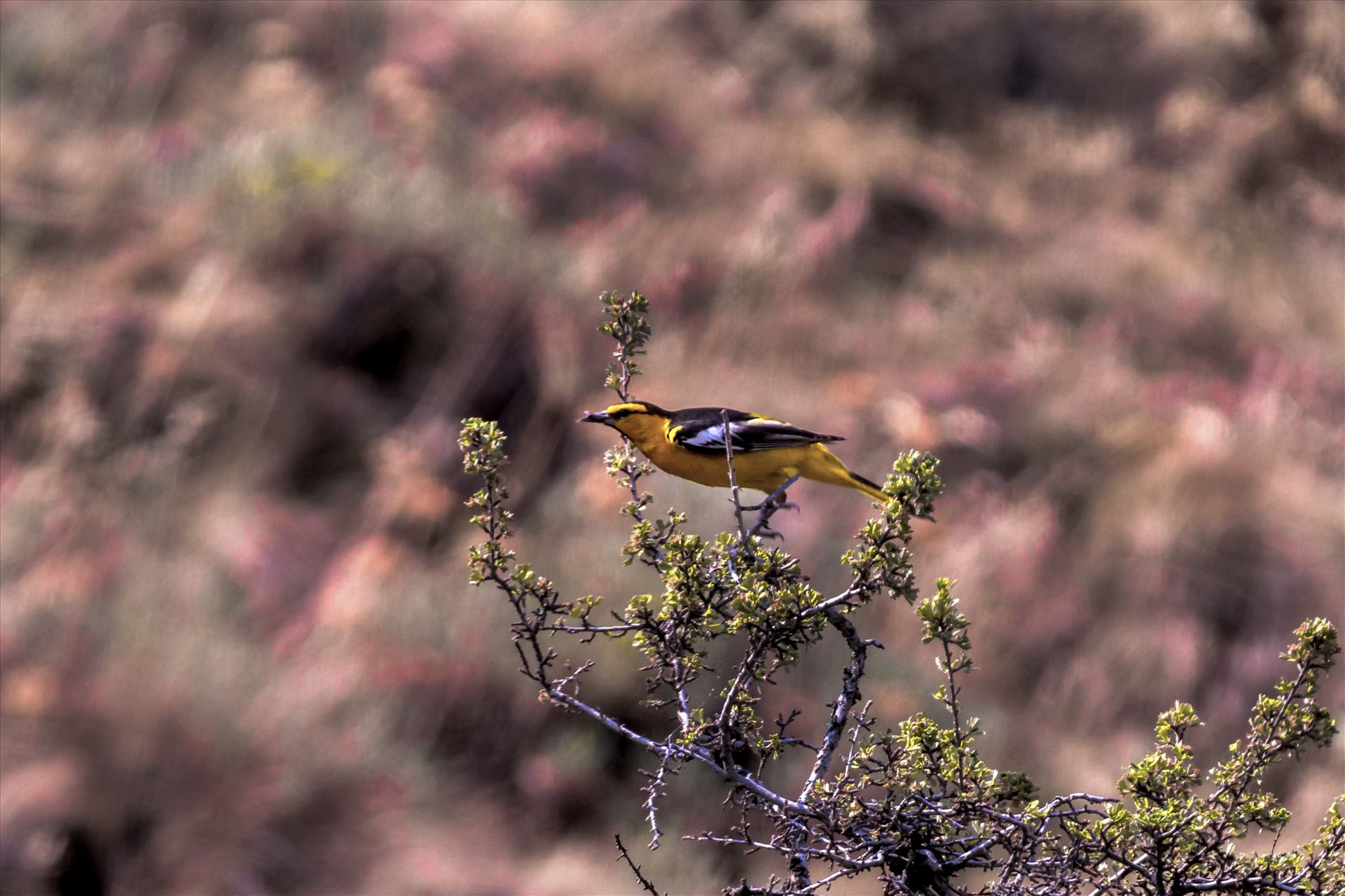 Bullocks Oriole in the Sage 002.jpg  by Bear Conceptions Photography