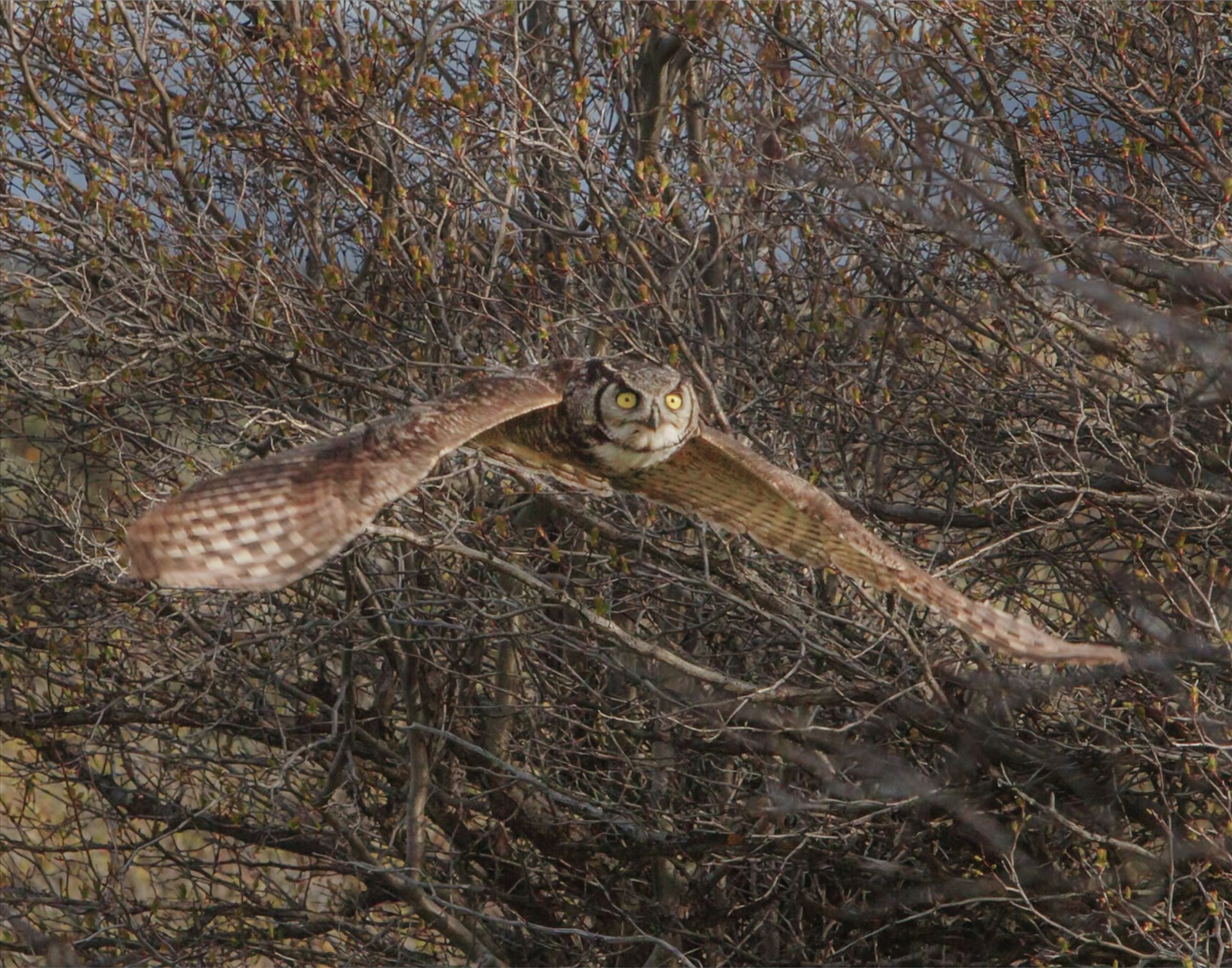 Incoming Flight Female Great Horned Owl, flying almost directly at me through the brush. by Bear Conceptions Photography