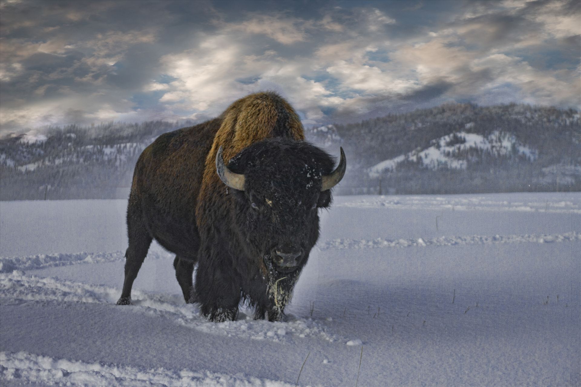 Bull Buffalo in Snow What a rush this was, being 30 ft. from a 2500 lb. bull buffalo.  by Bear Conceptions Photography