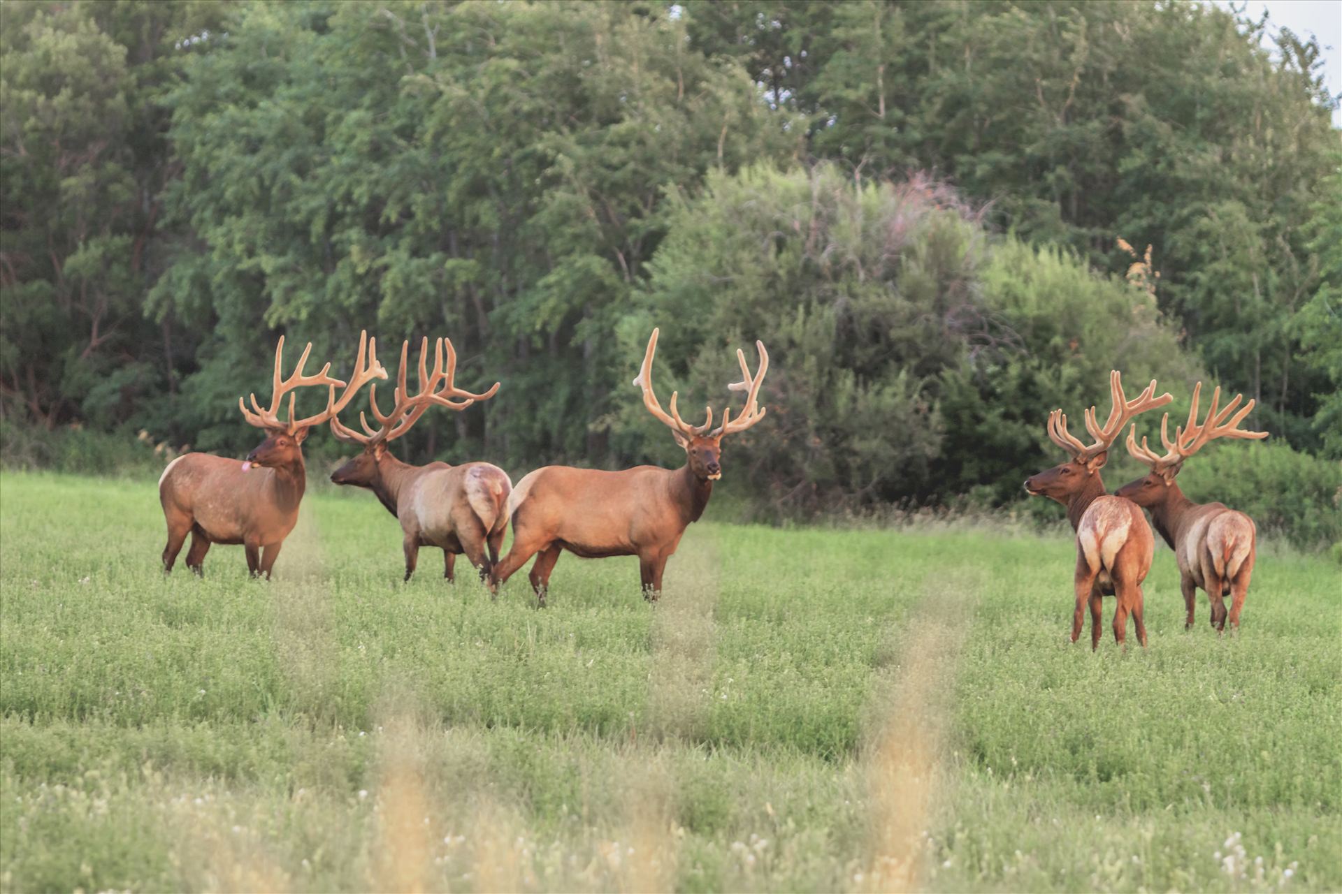 The Boys are Back in Town 5 monster bulls all hanging out together at sunset.  Notice they are all still in velvet. by Bear Conceptions Photography