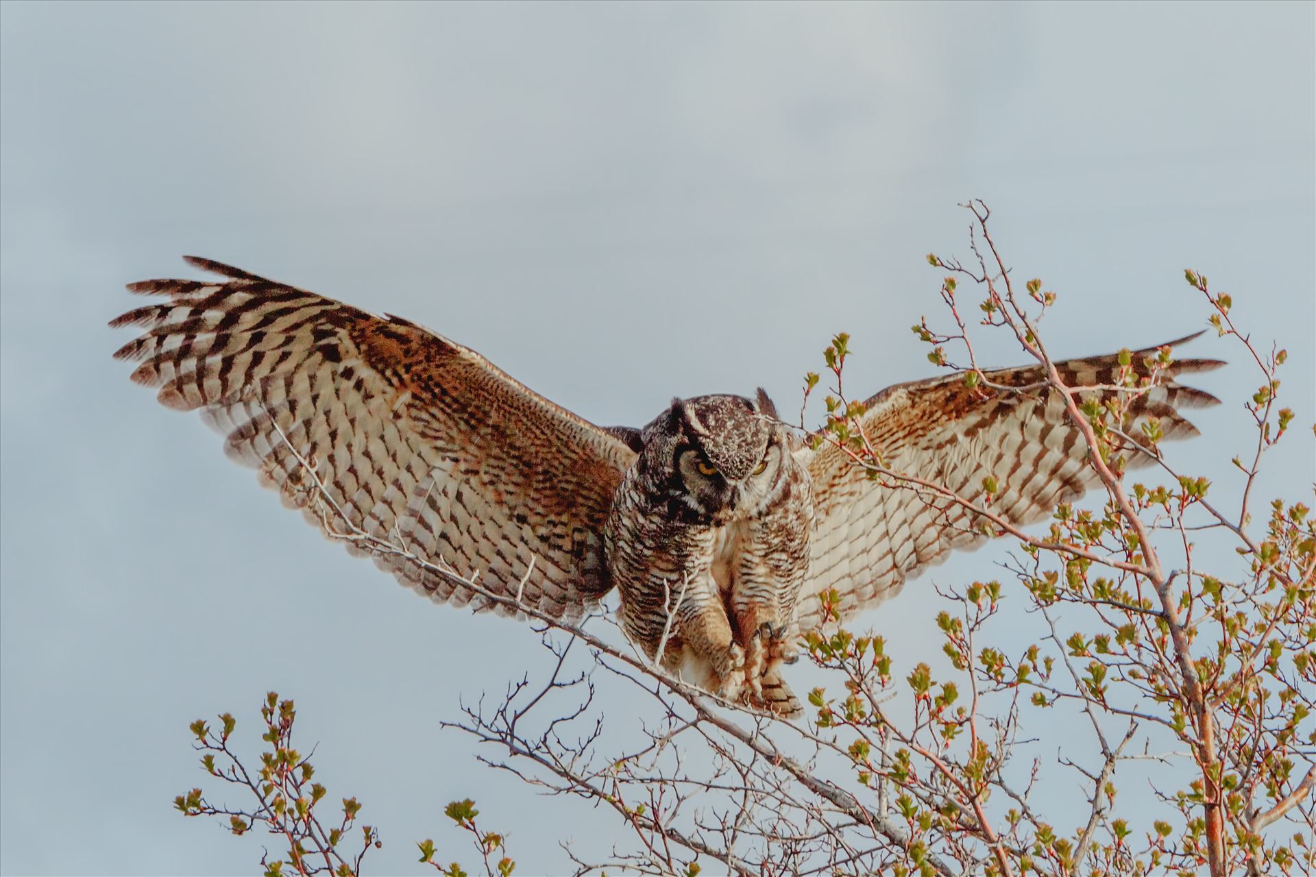 Landing Gear Down Female Great Horned Owl, with claws outstretched as she is ready to land in the tree by Bear Conceptions Photography