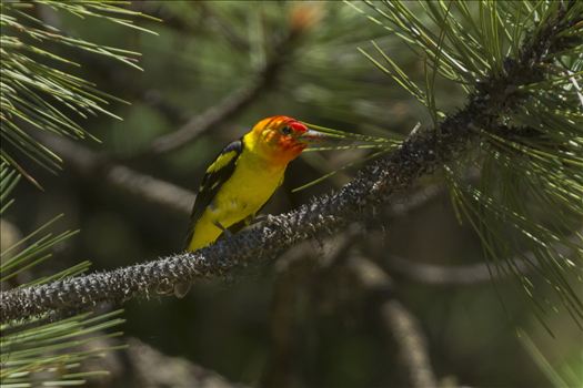 Western Tanager 008.jpg by Bear Conceptions Photography