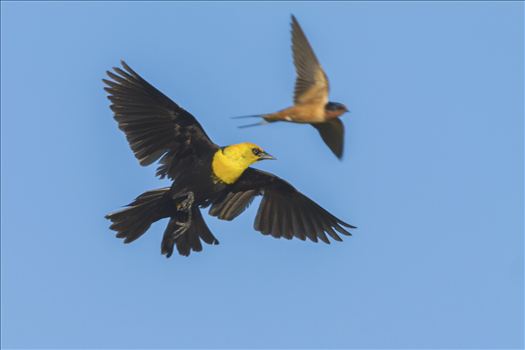 Yellow Headed Blackbird 111.jpg by Bear Conceptions Photography