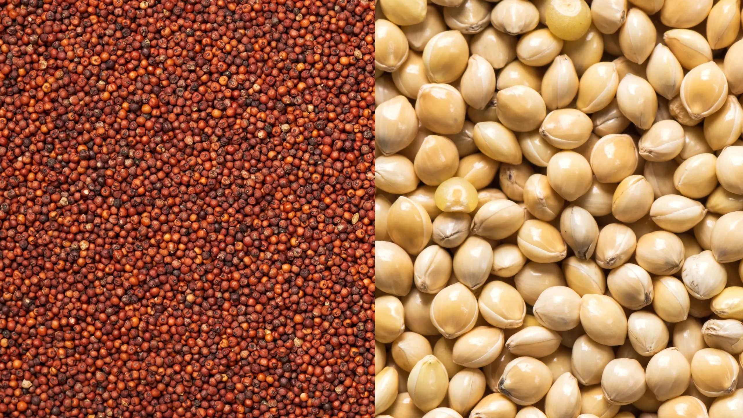 Fornitore di miglio di alta qualità Desideri collaborare con un fornitore di miglio affidabile e sostenibile per far prosperare la tua catena di approvvigionamento?  Per saperne di più visita: https://zenitheclipse.it/fornitore-miglio-rosso-giallo
 by Zenitheclipse