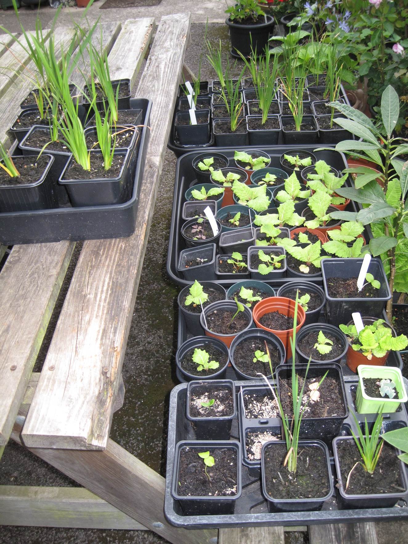 IMG_4142.JPG  by Phil Cazanne