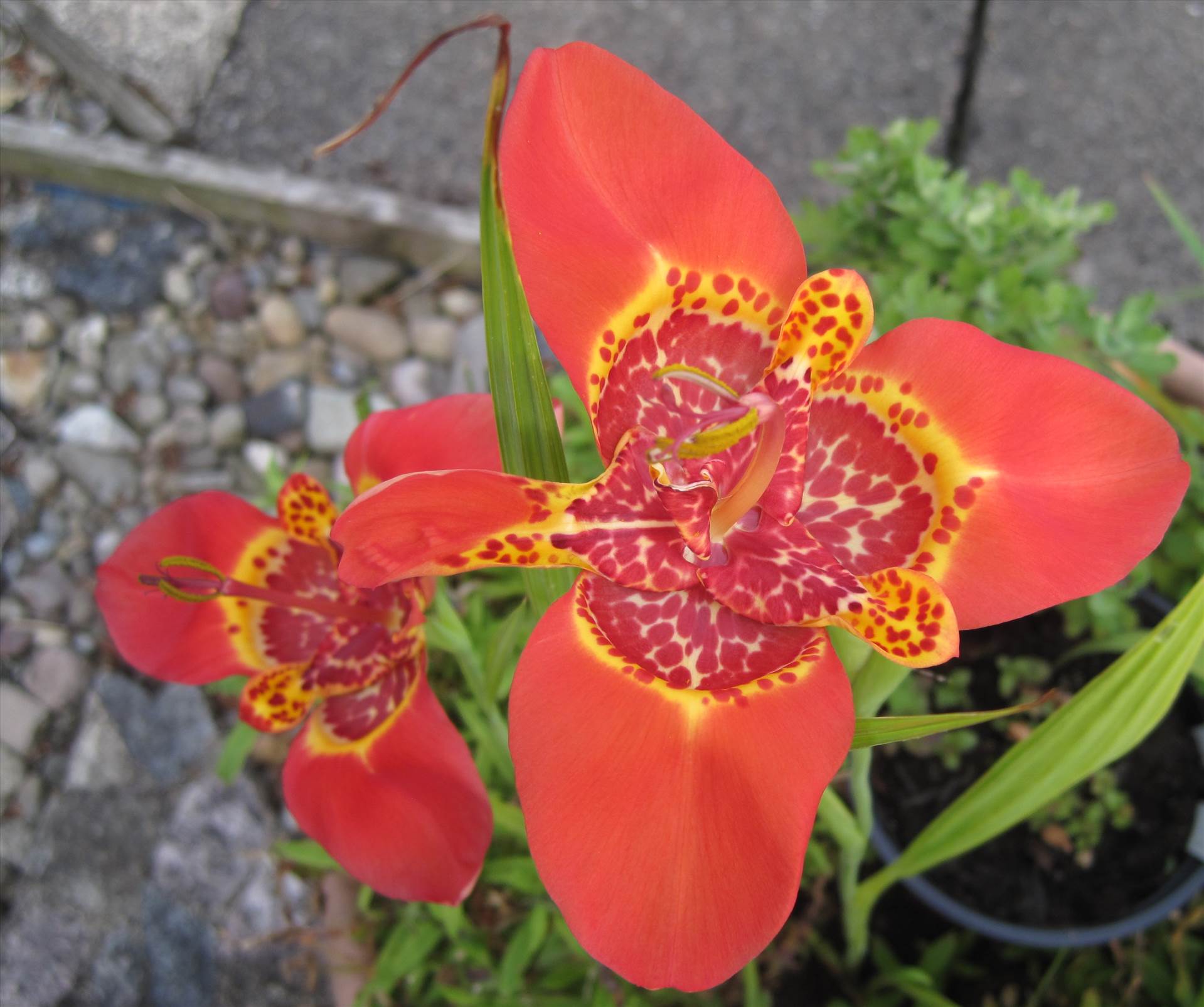 IMG_4027.JPG  by Phil Cazanne