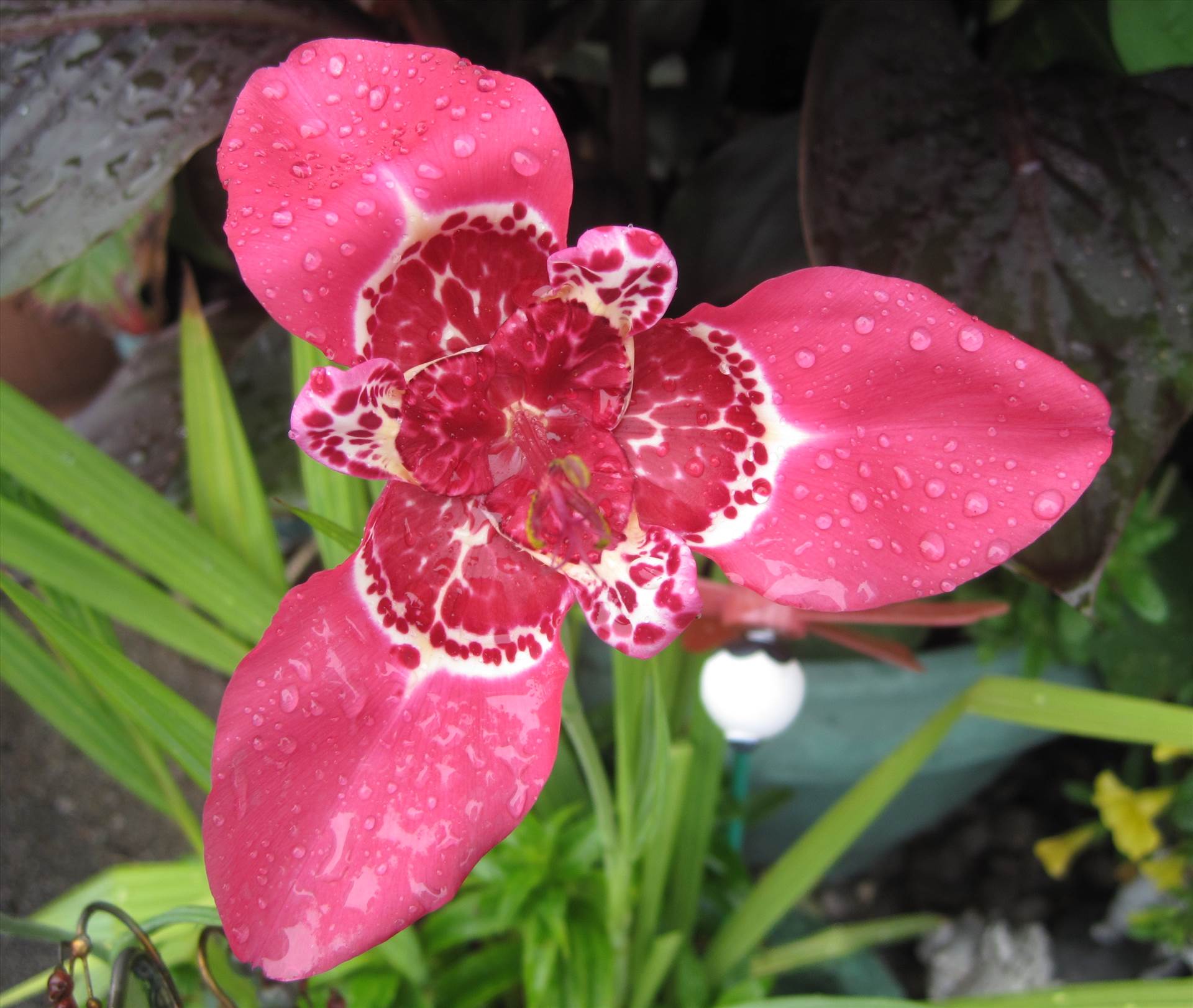 IMG_4085.JPG  by Phil Cazanne