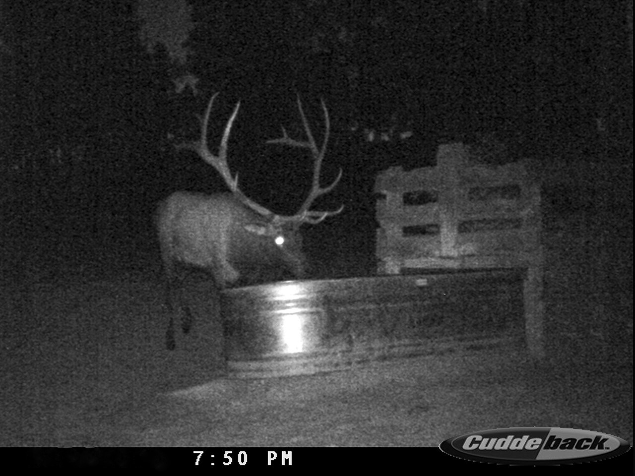 TrailCamCDY_0043 (2).JPG  by Wild Bill Hiccup