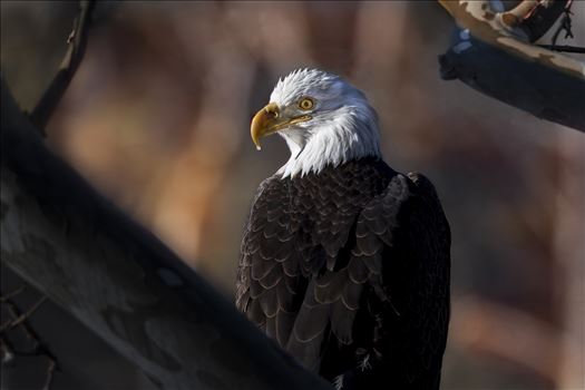 Mature Bald Ealge, Northeast Pa by Bob Innella Imagery