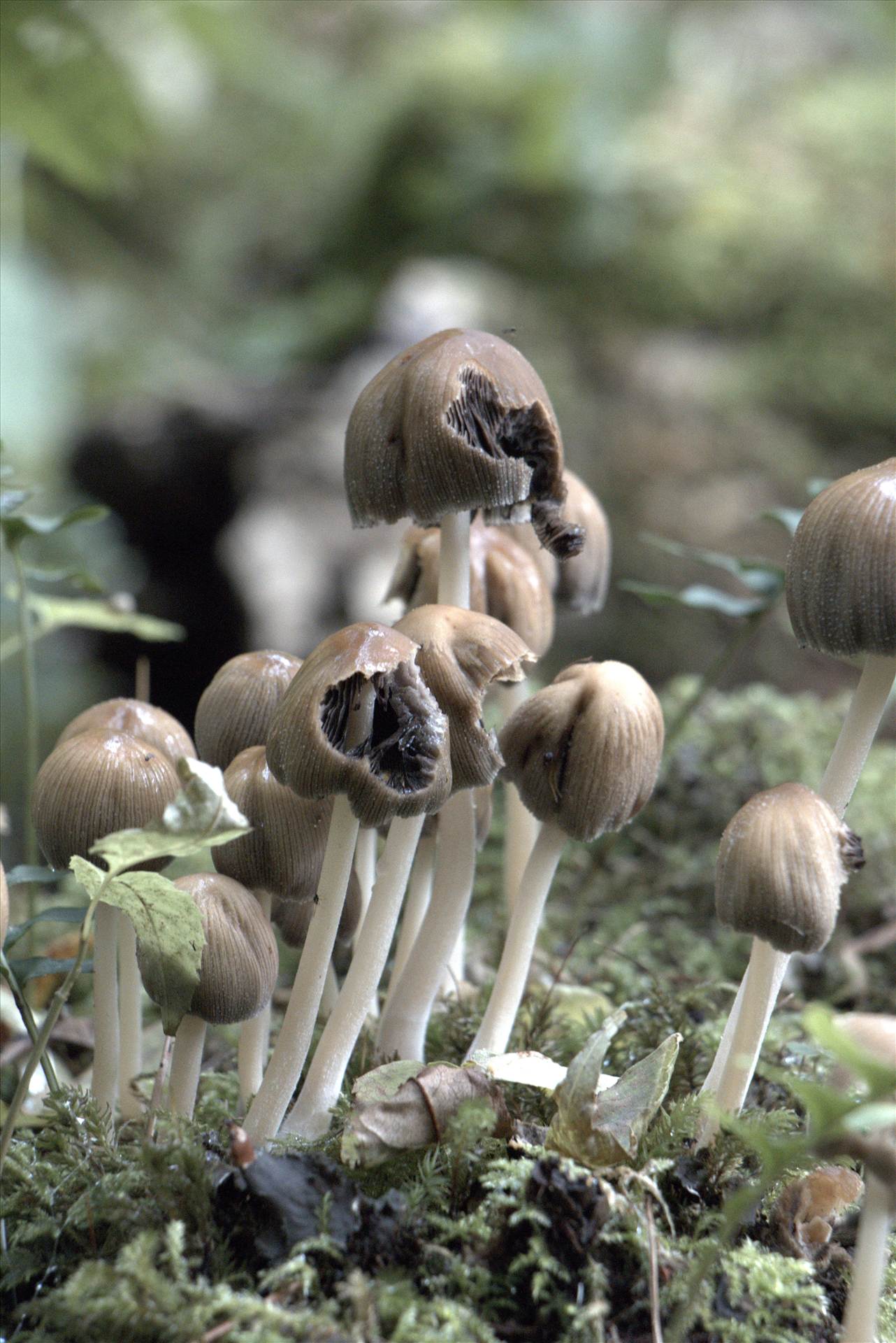 fun-gi  mushroom  by WPC-280