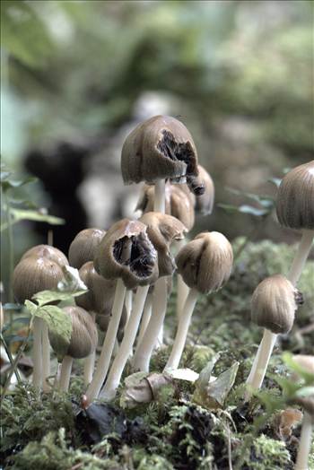 fun-gi  - mushroom 