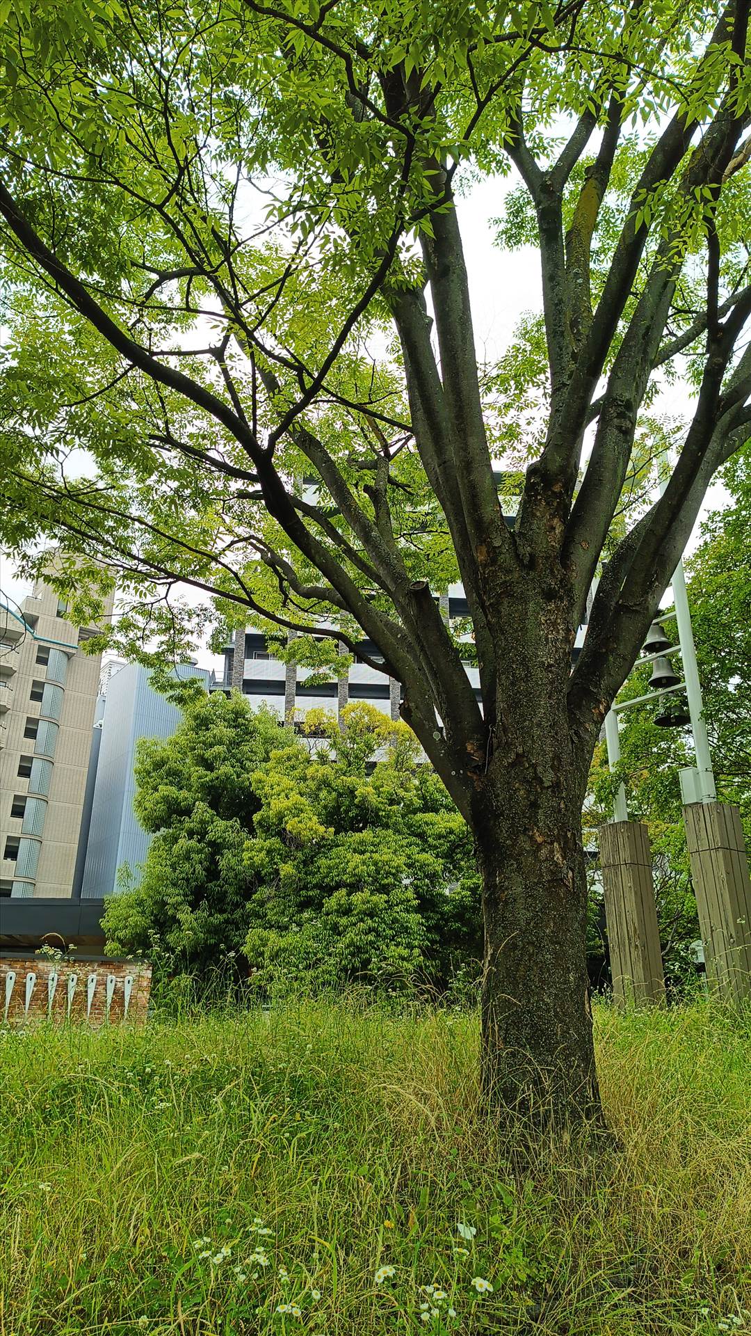 IMG_20250608_115938_625.jpg  by Cantaloupe1