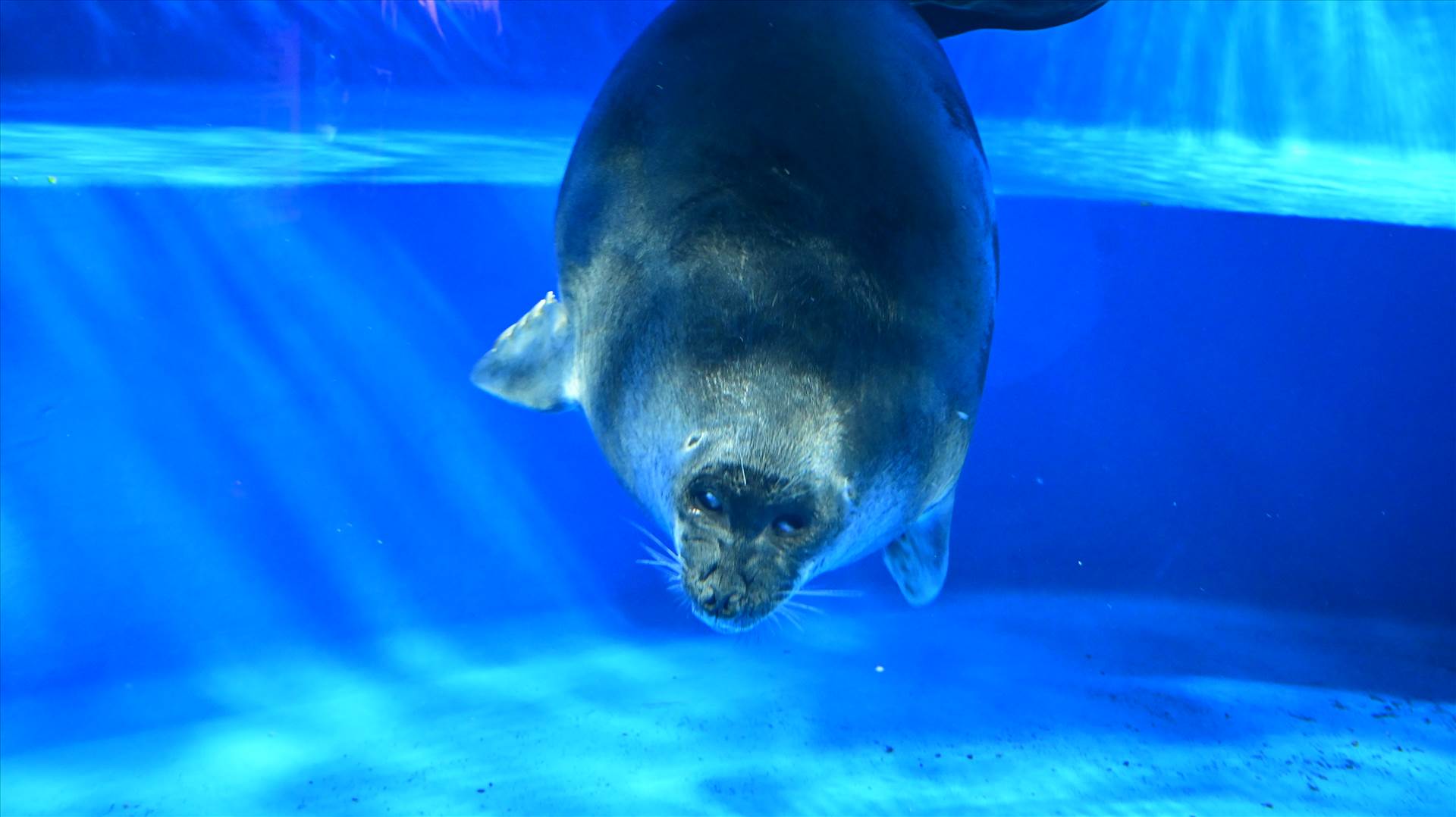 DSC_0394.JPG  by Cantaloupe1