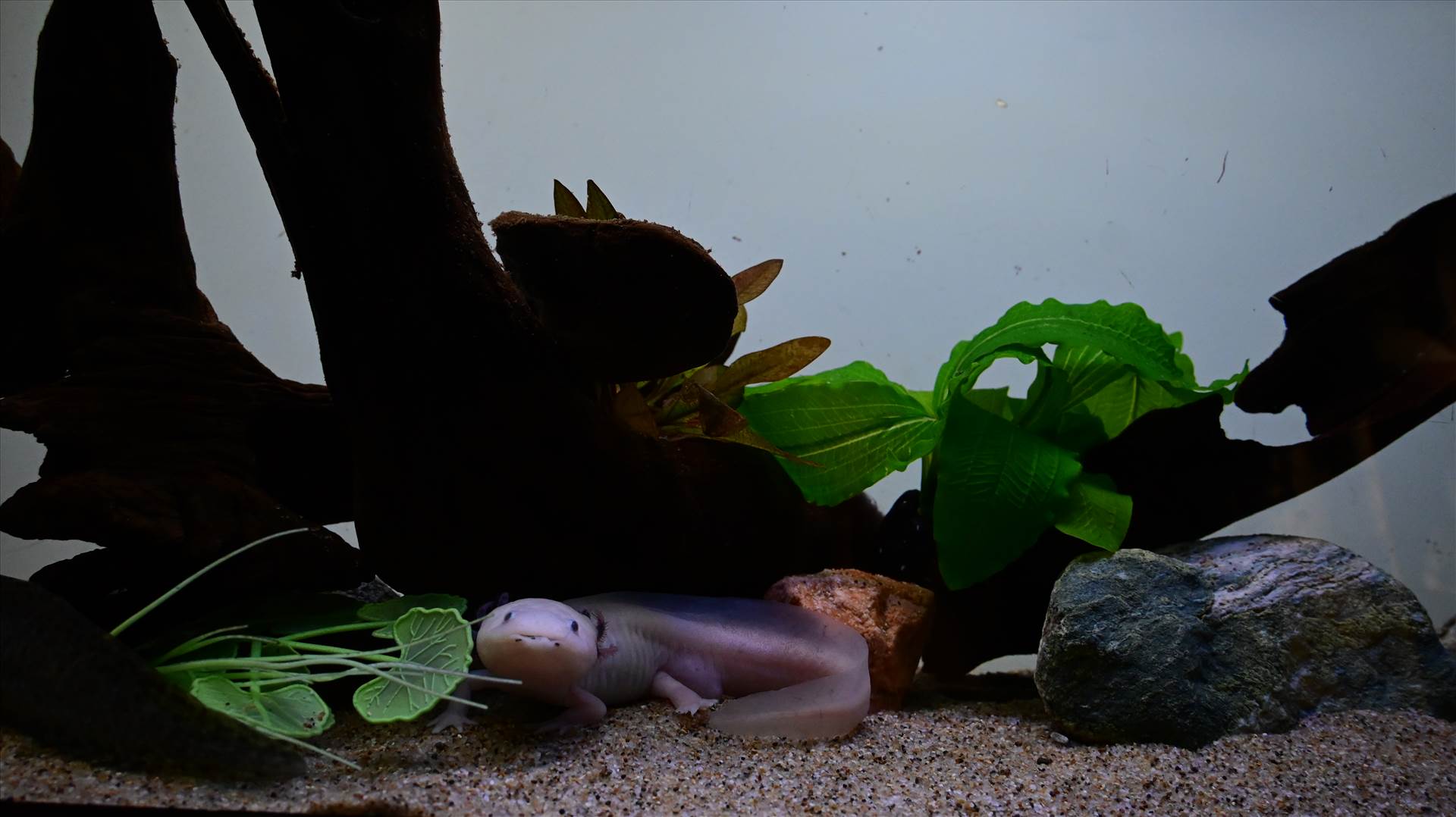 DSC_0339.JPG  by Cantaloupe1