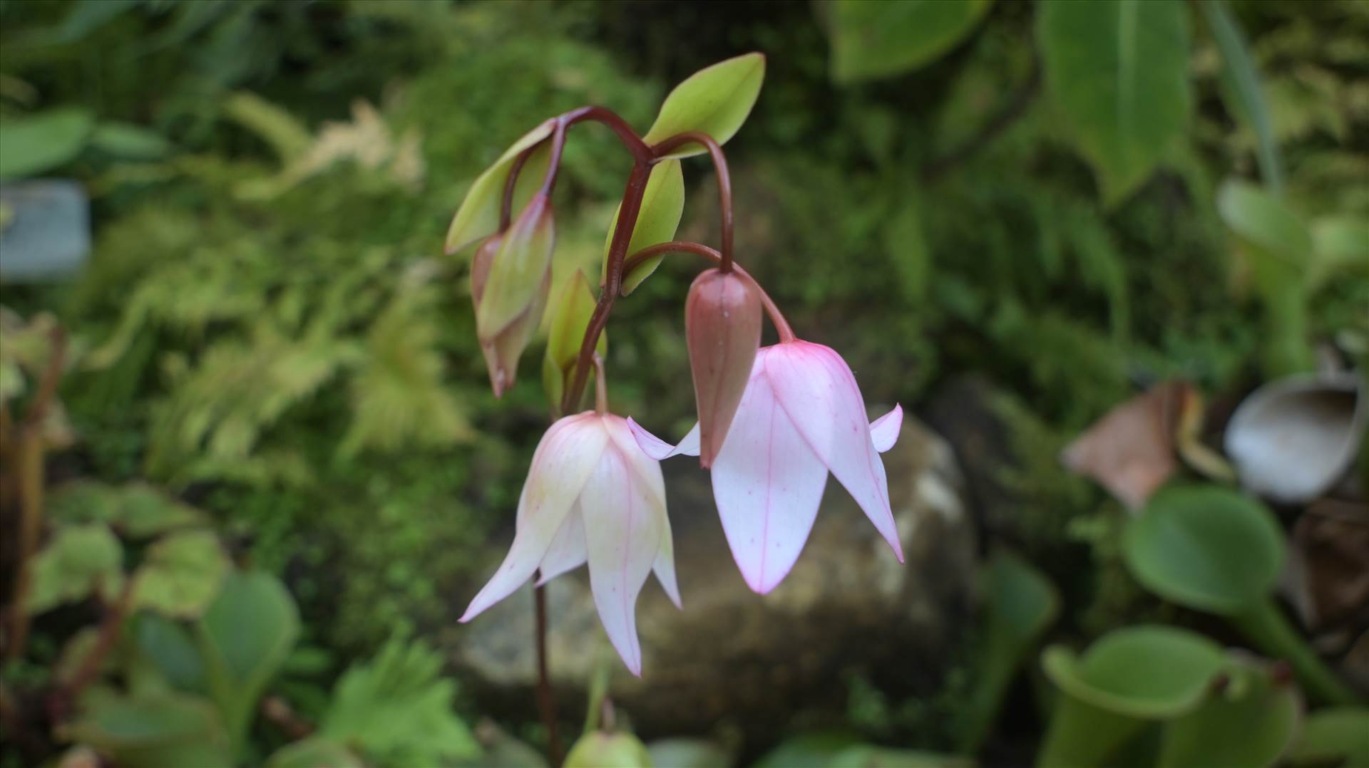 DSC_0687.JPG  by Cantaloupe1