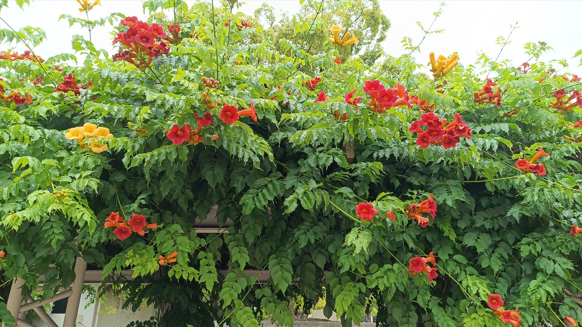 IMG_20250608_115517_277.jpg  by Cantaloupe1