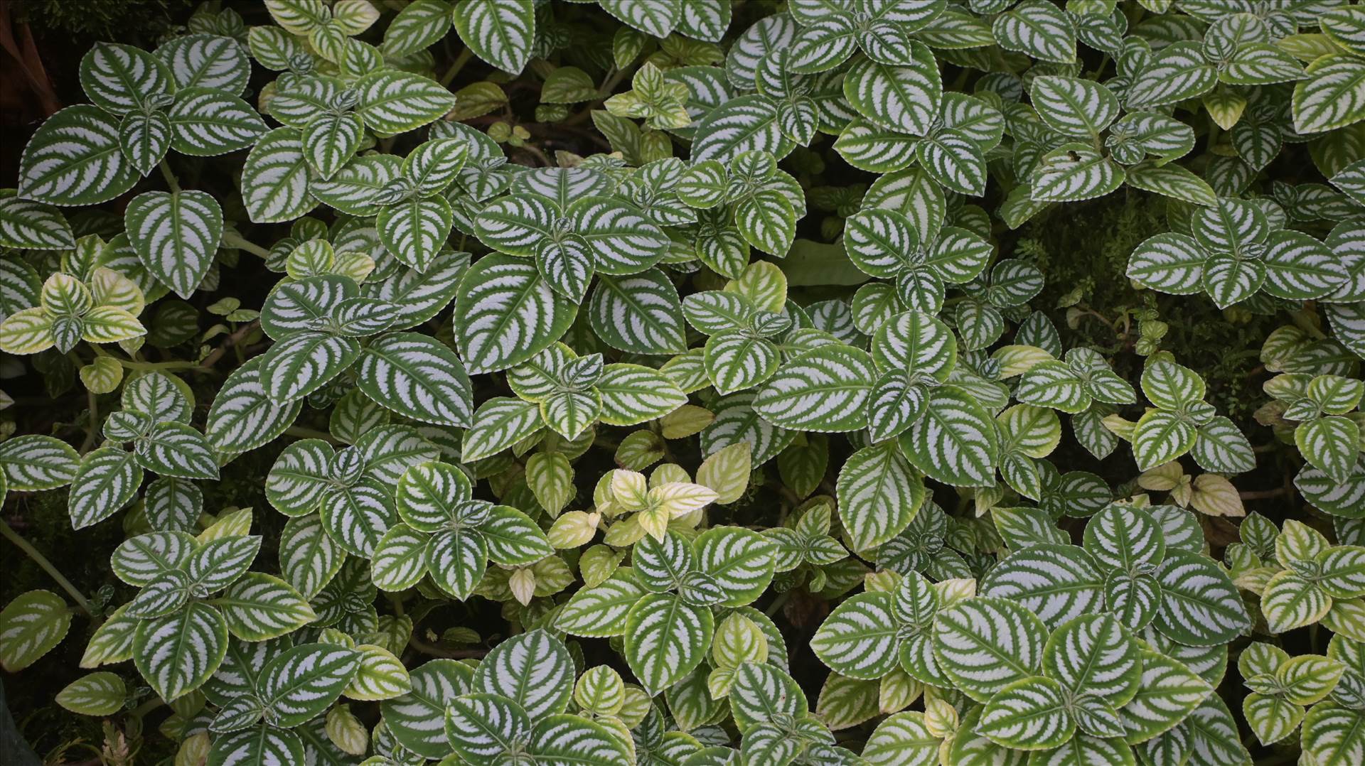 DSC_0688.JPG  by Cantaloupe1