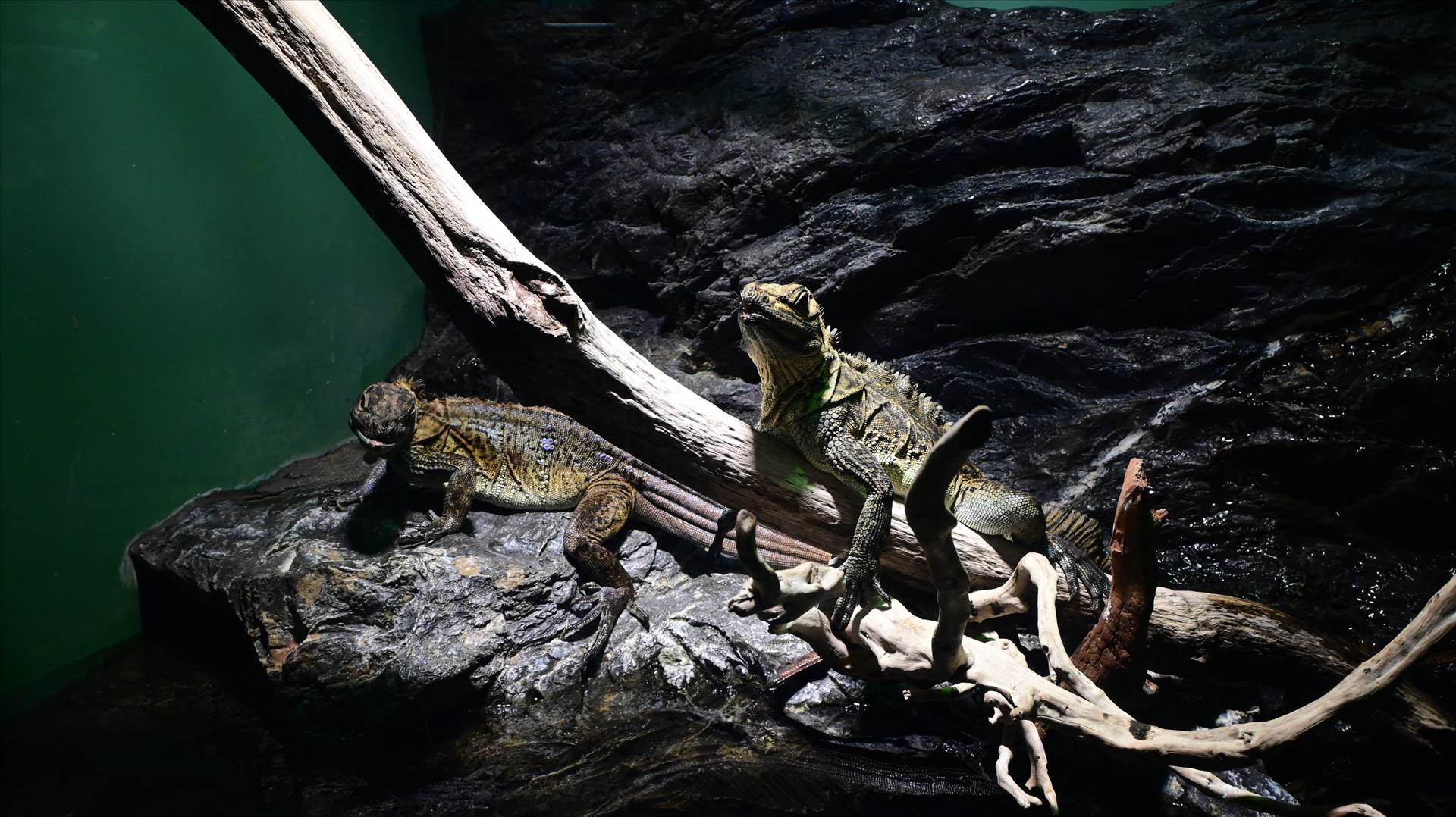 DSC_0371.JPG  by Cantaloupe1