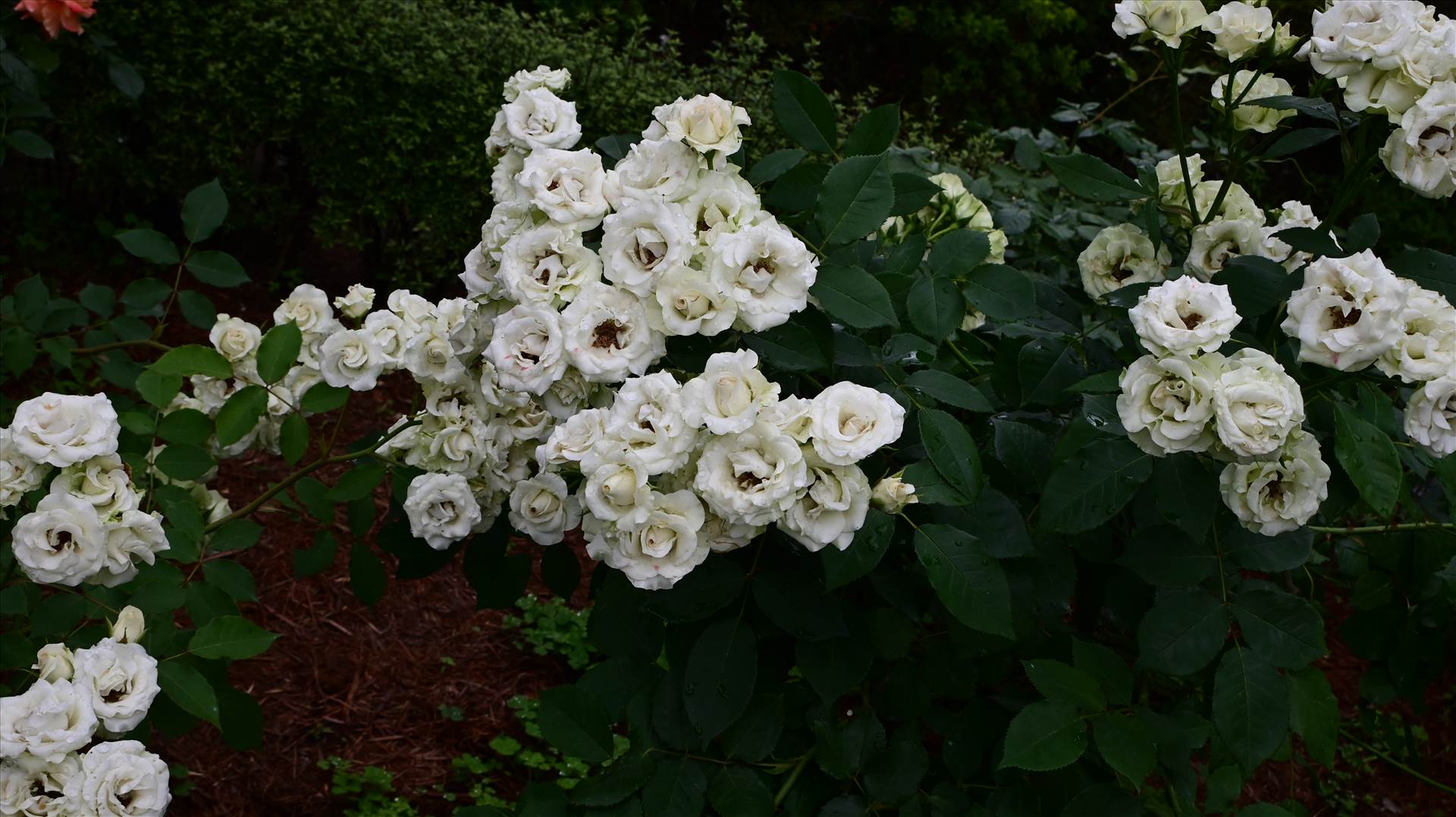 DSC_0152.JPG  by Cantaloupe1