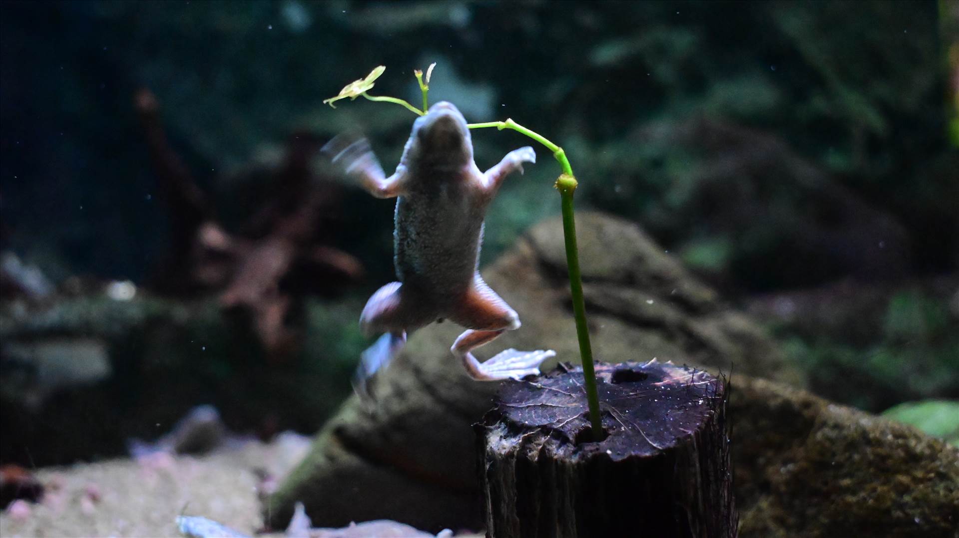 DSC_0328.JPG  by Cantaloupe1