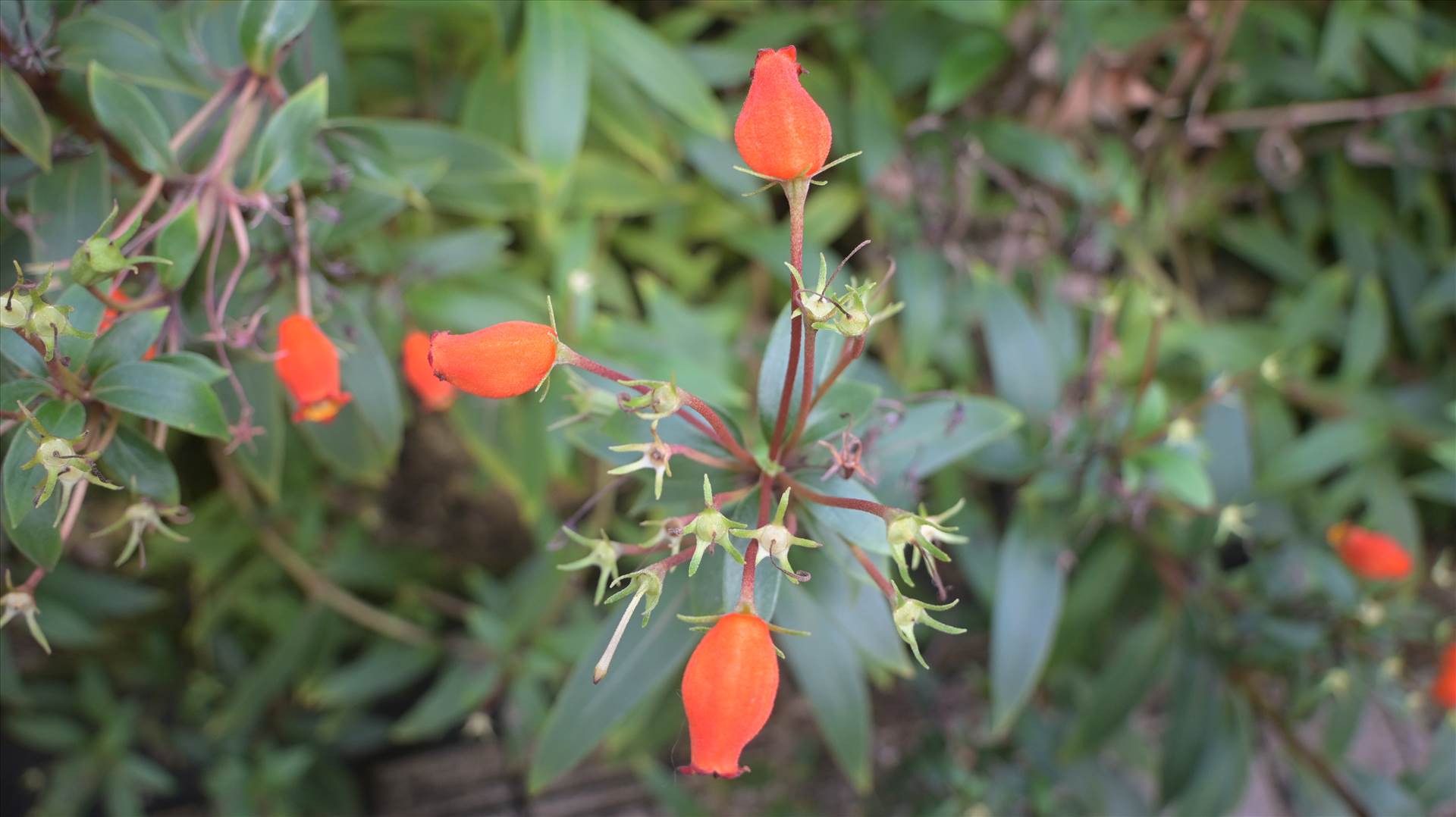 DSC_0695.JPG  by Cantaloupe1