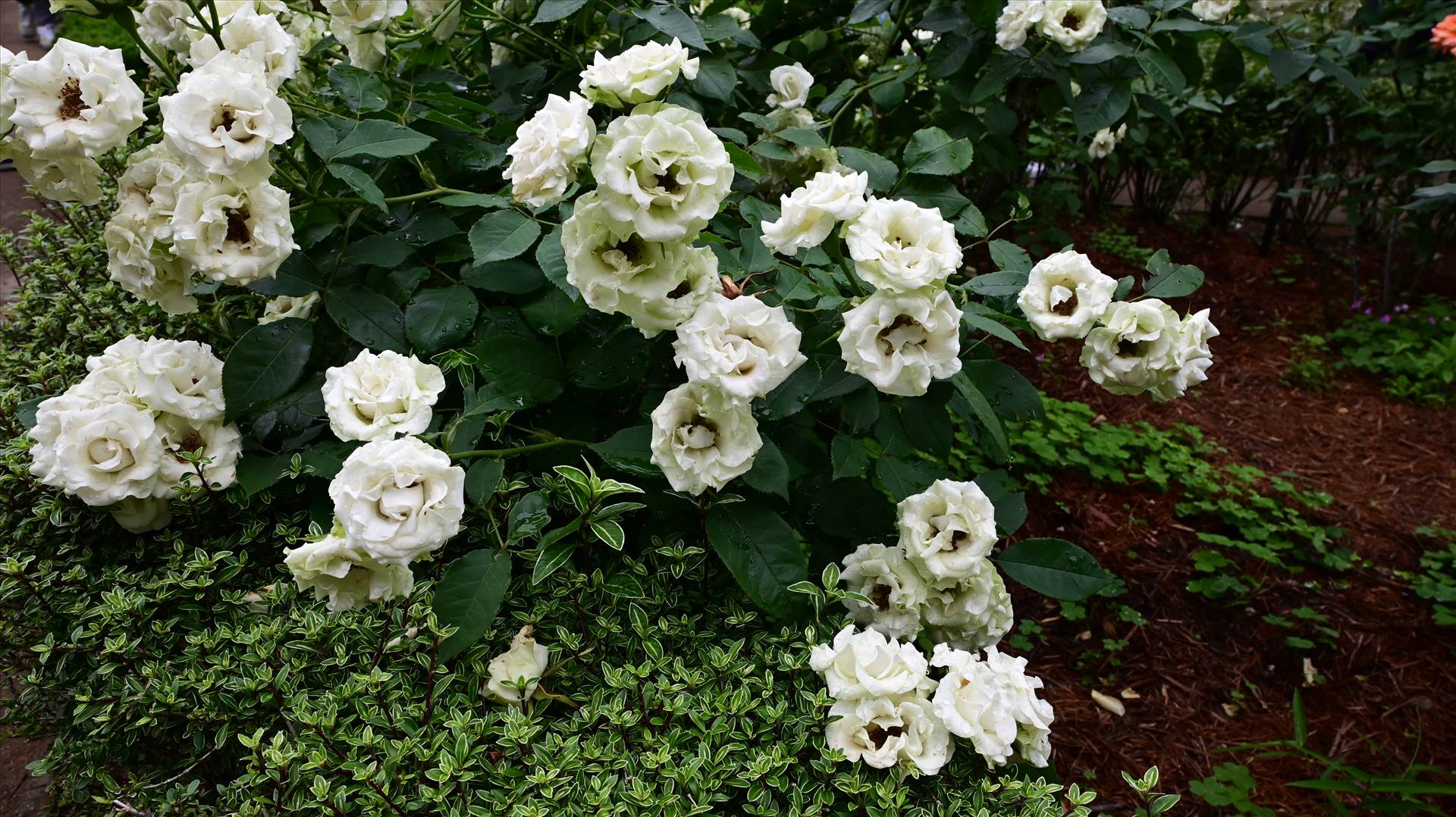 DSC_0154.JPG  by Cantaloupe1