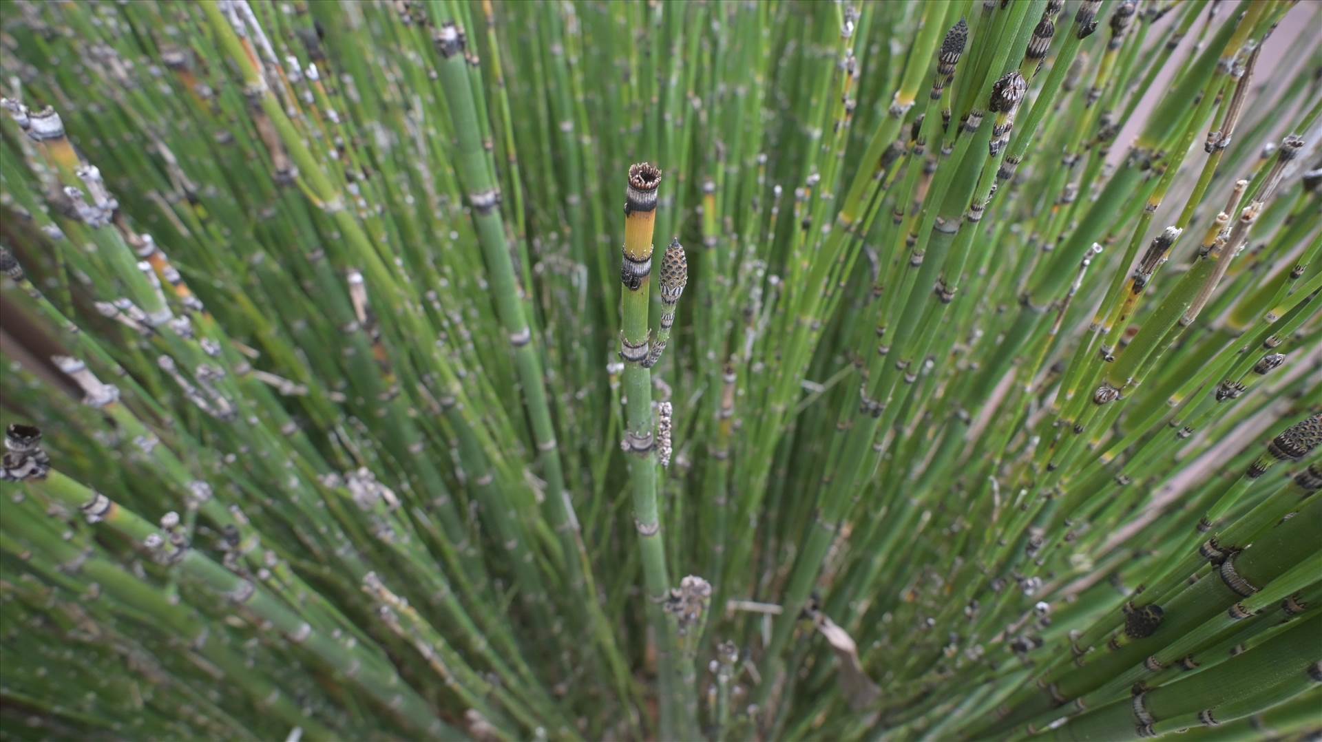 DSC_0621.JPG  by Cantaloupe1