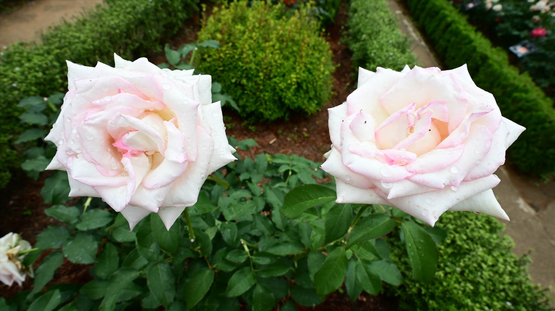 DSC_0165.JPG  by Cantaloupe1