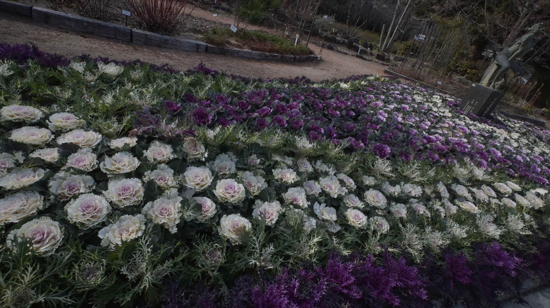 DSC_0613.JPG  by Cantaloupe1