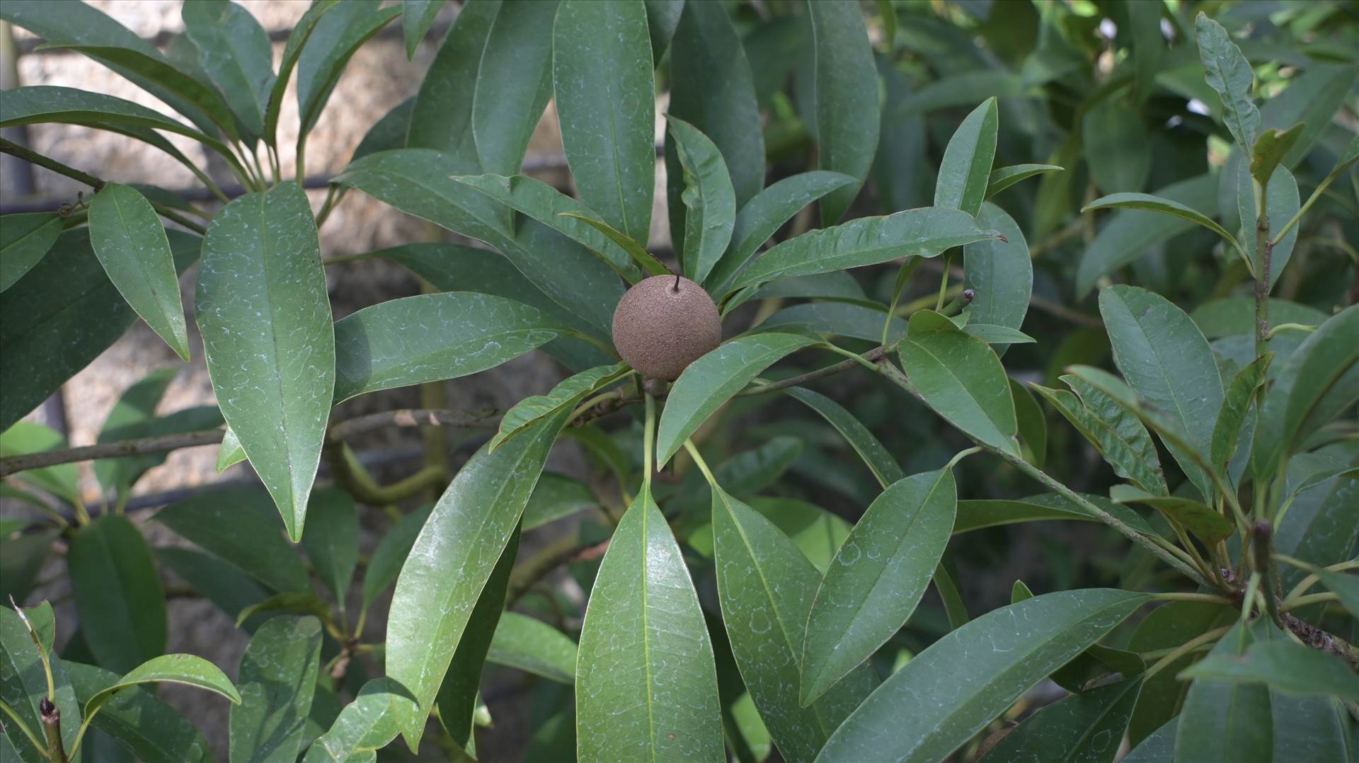 DSC_0671.JPG  by Cantaloupe1