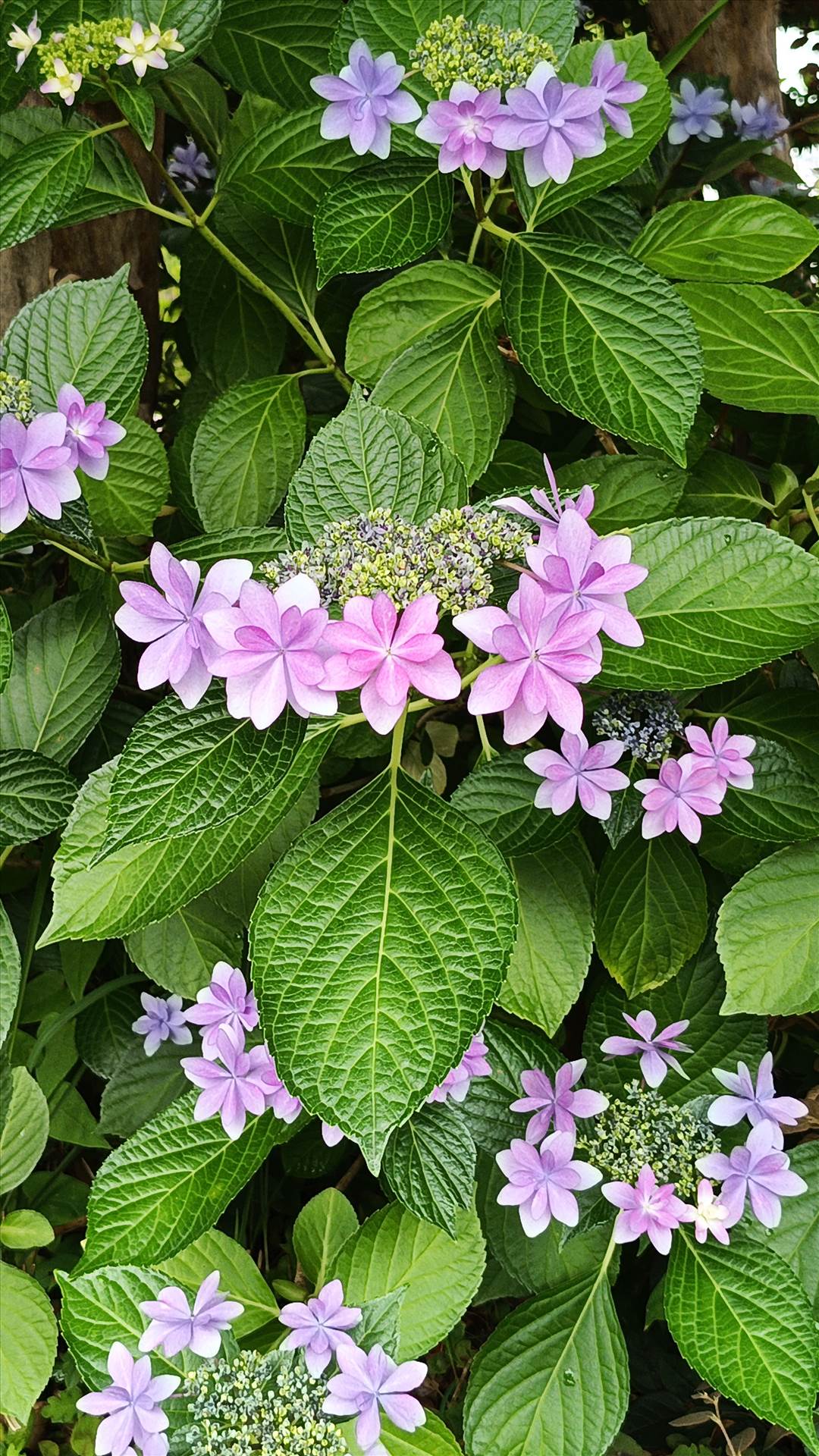 IMG_20250608_121825_962.jpg  by Cantaloupe1