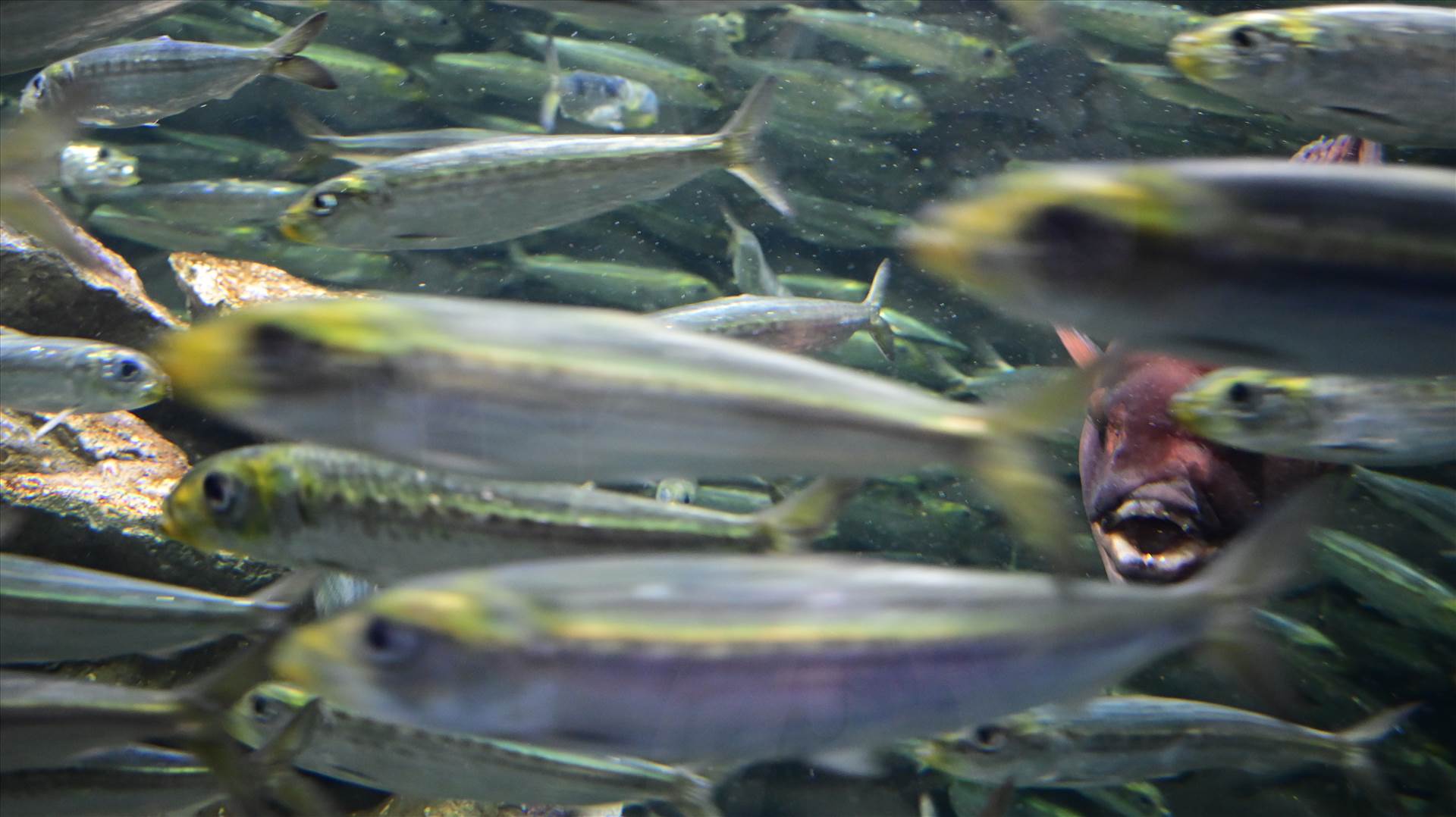 DSC_0193.JPG  by Cantaloupe1