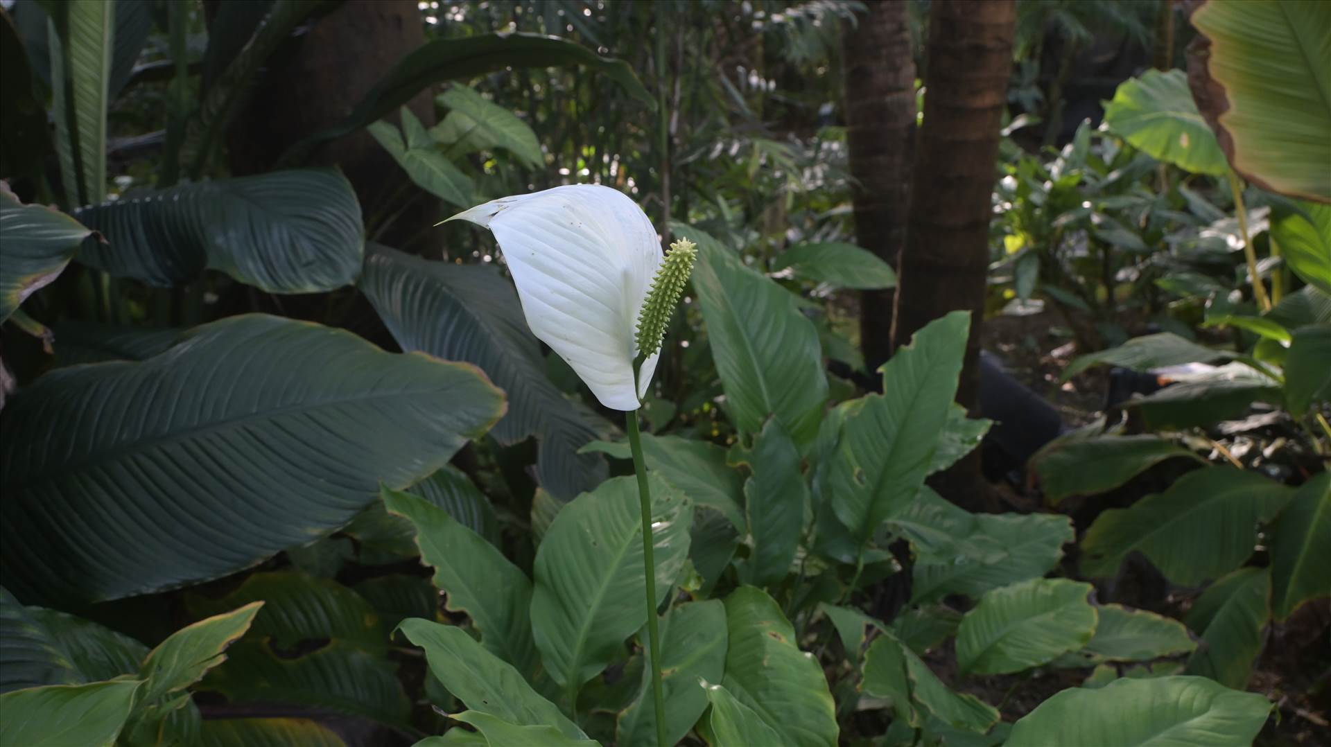 DSC_0654.JPG  by Cantaloupe1