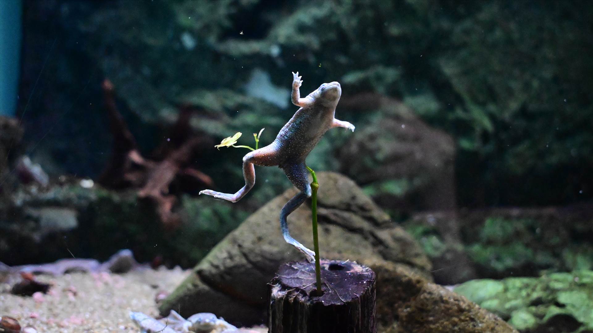 DSC_0332.JPG  by Cantaloupe1