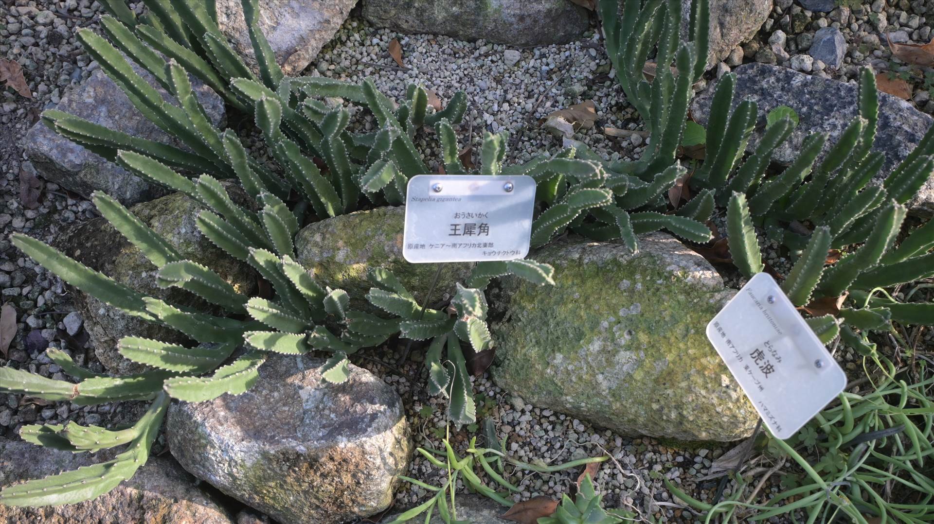 DSC_0719.JPG  by Cantaloupe1