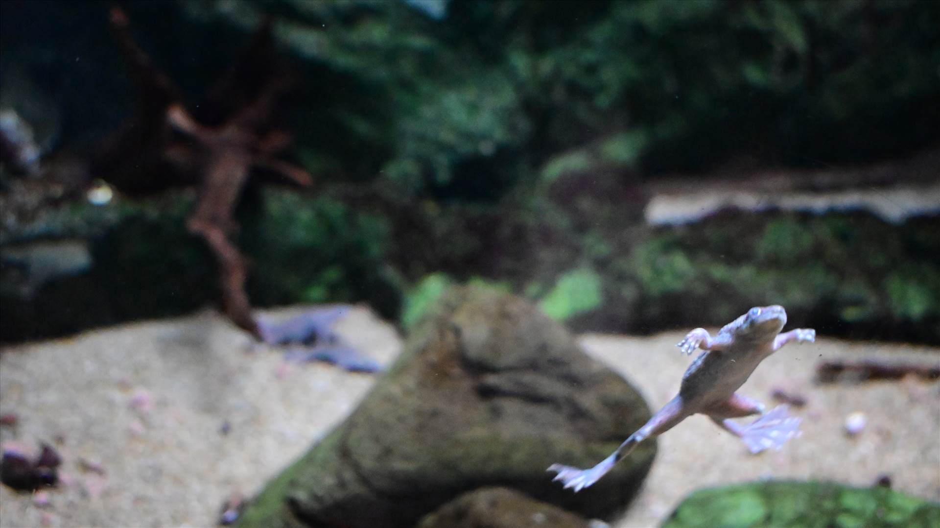 DSC_0335.JPG  by Cantaloupe1