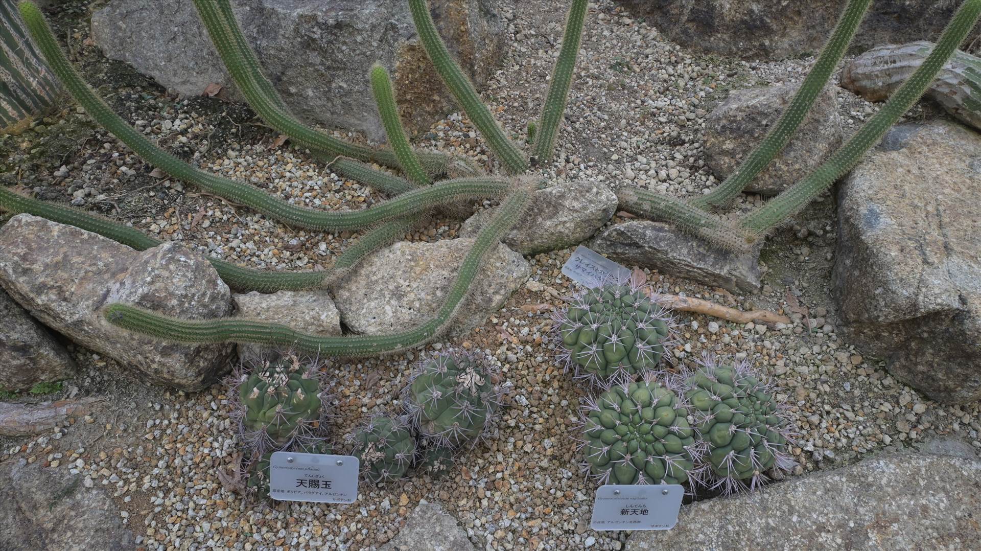 DSC_0710.JPG  by Cantaloupe1