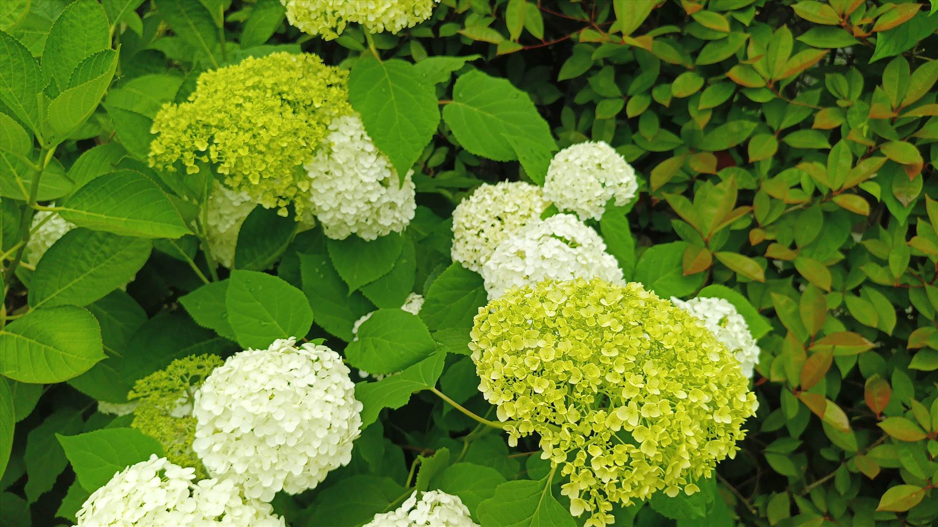 IMG_20250608_121549_329.jpg  by Cantaloupe1