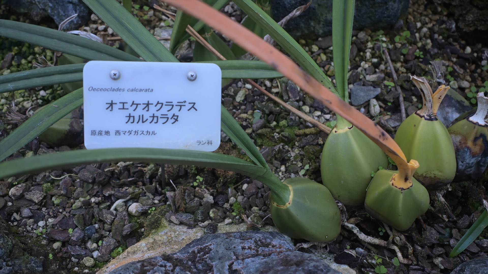 DSC_0745.JPG  by Cantaloupe1