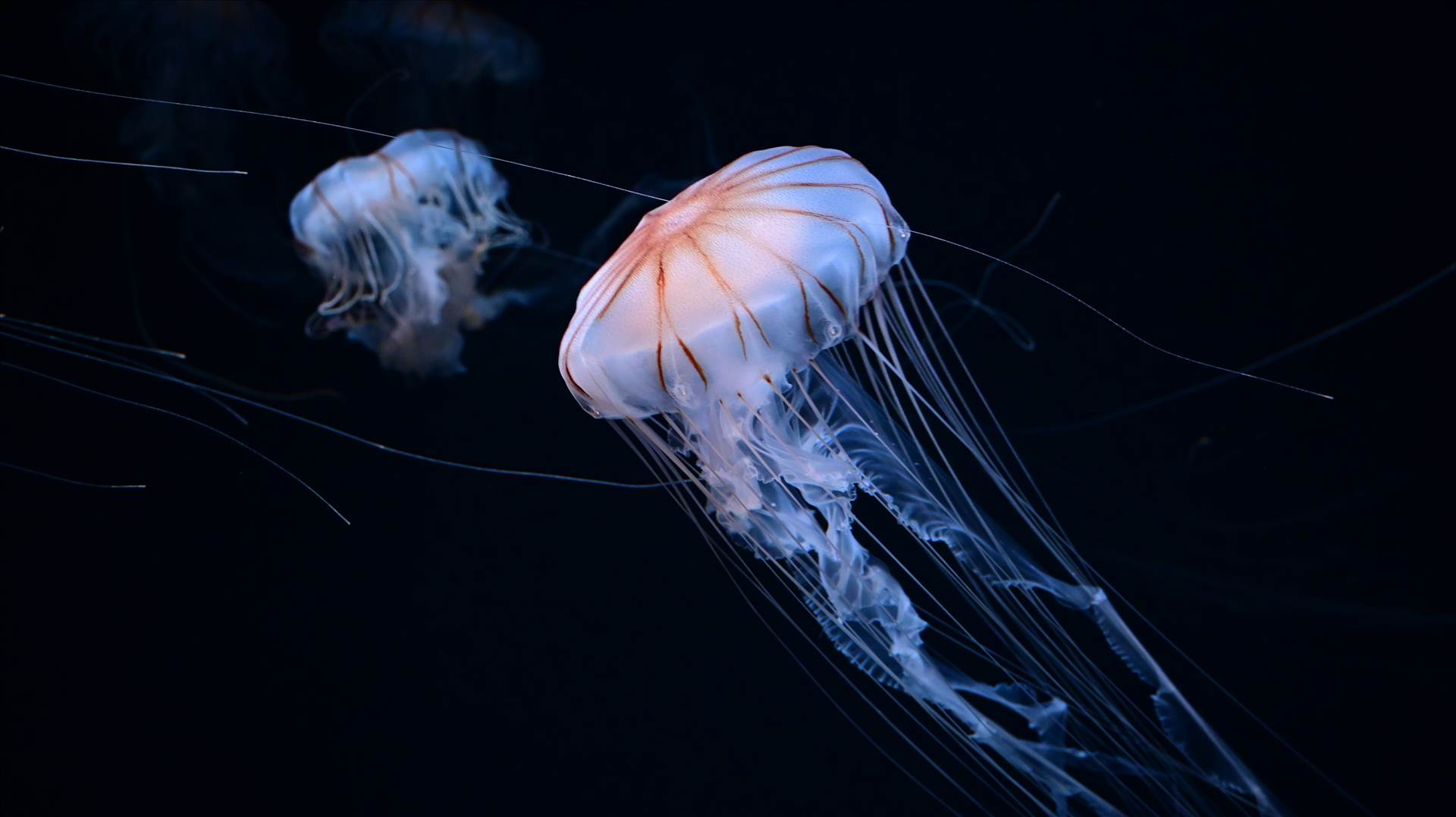 DSC_0242.JPG  by Cantaloupe1