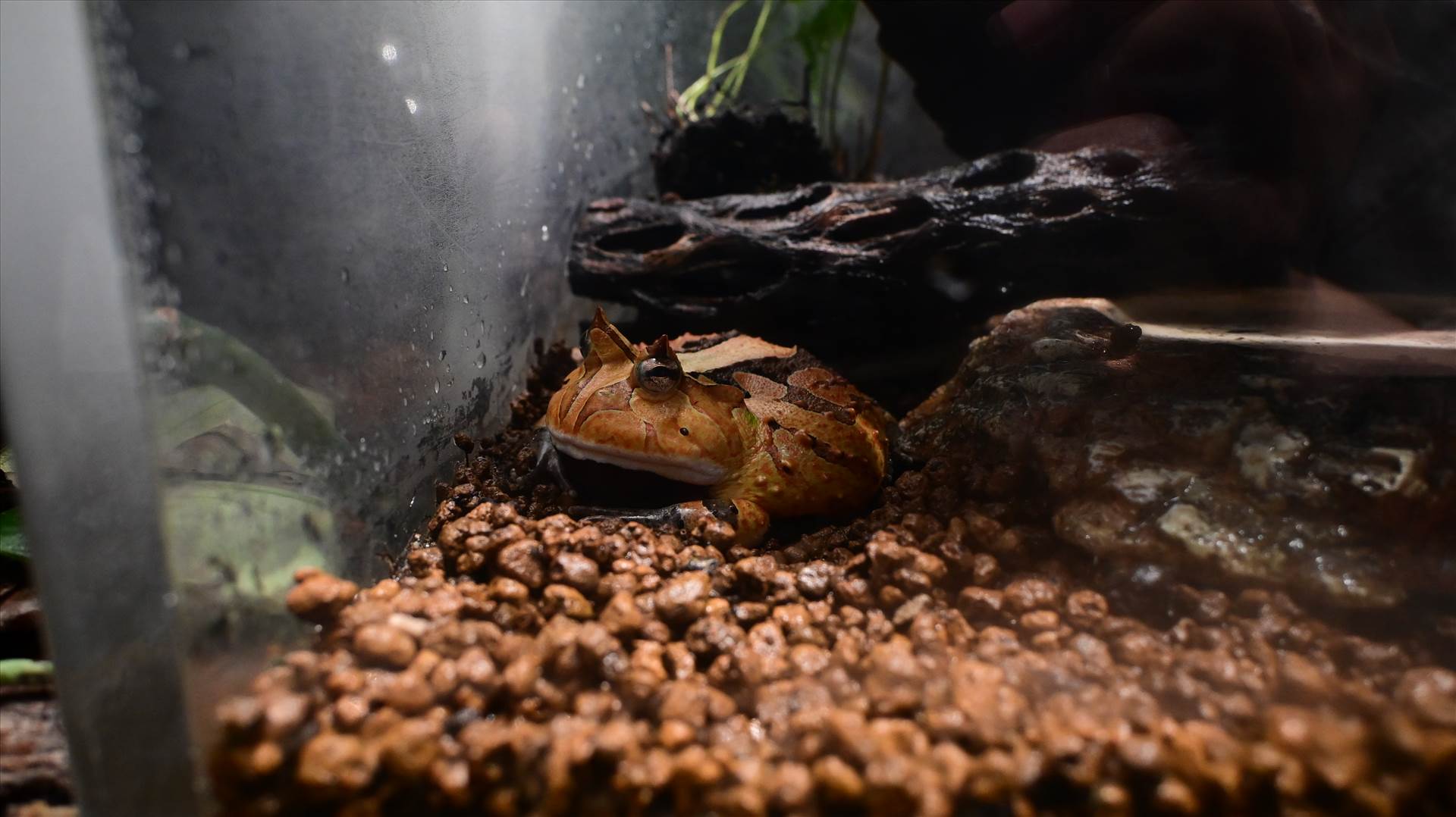 DSC_0342.JPG  by Cantaloupe1