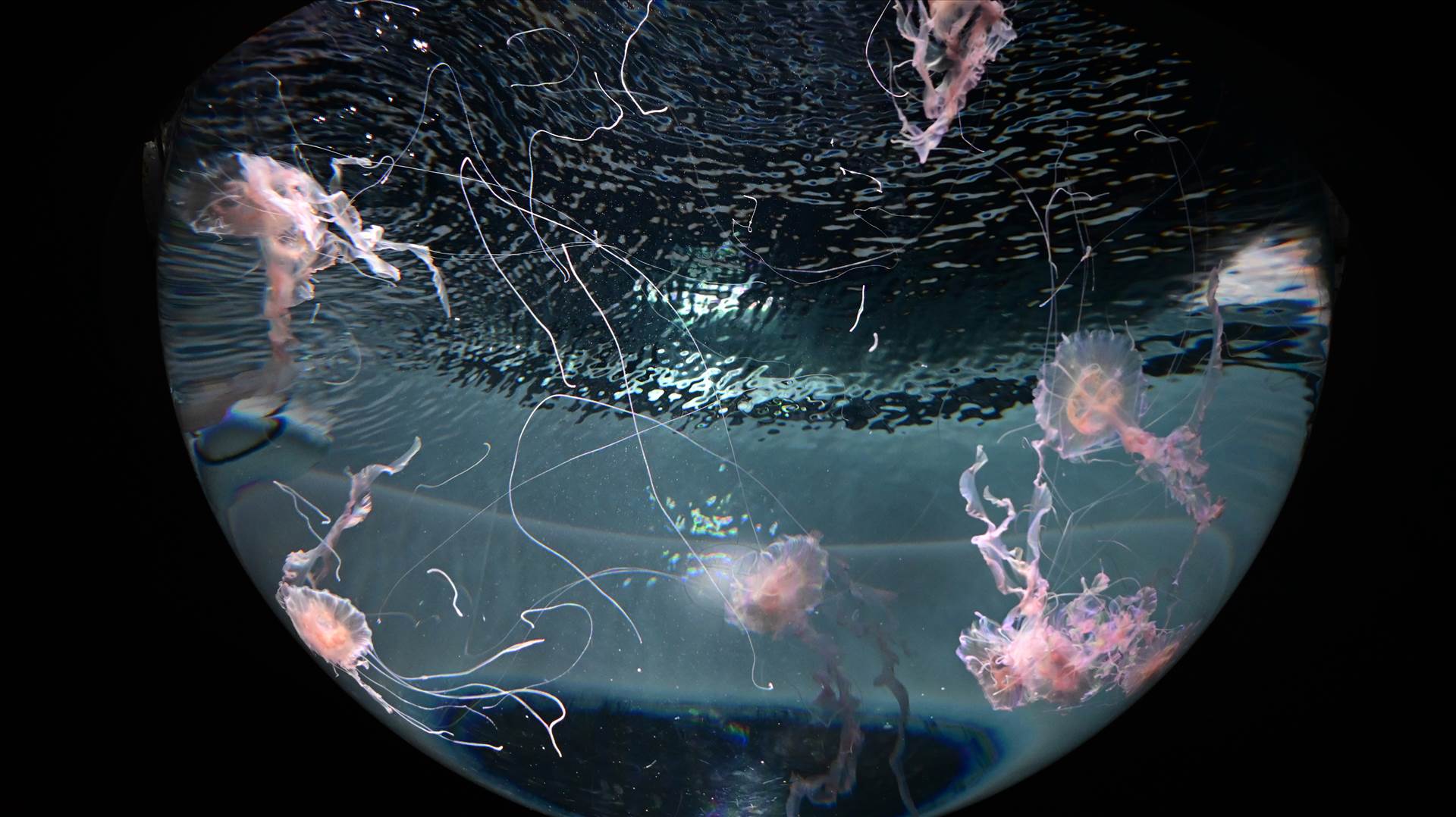 DSC_0252.JPG  by Cantaloupe1