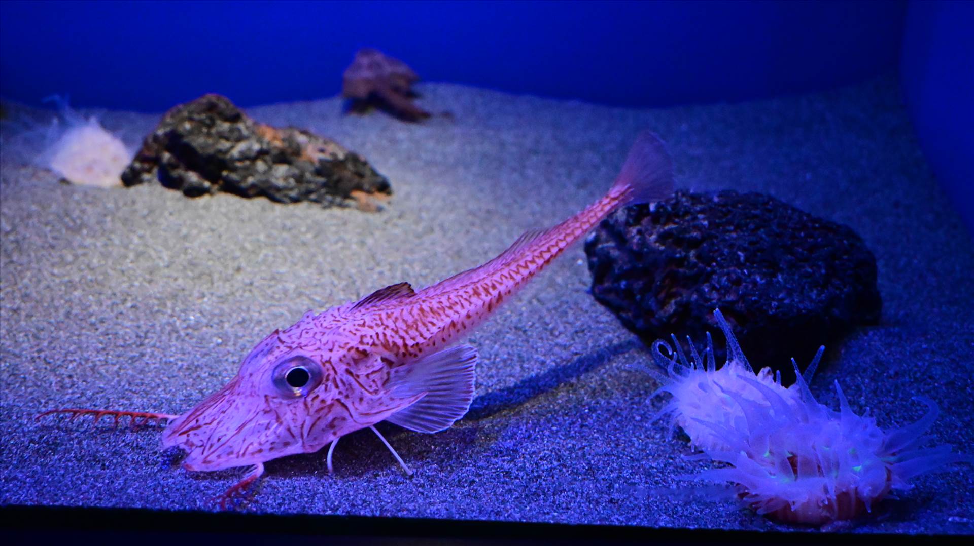 DSC_0217.JPG  by Cantaloupe1