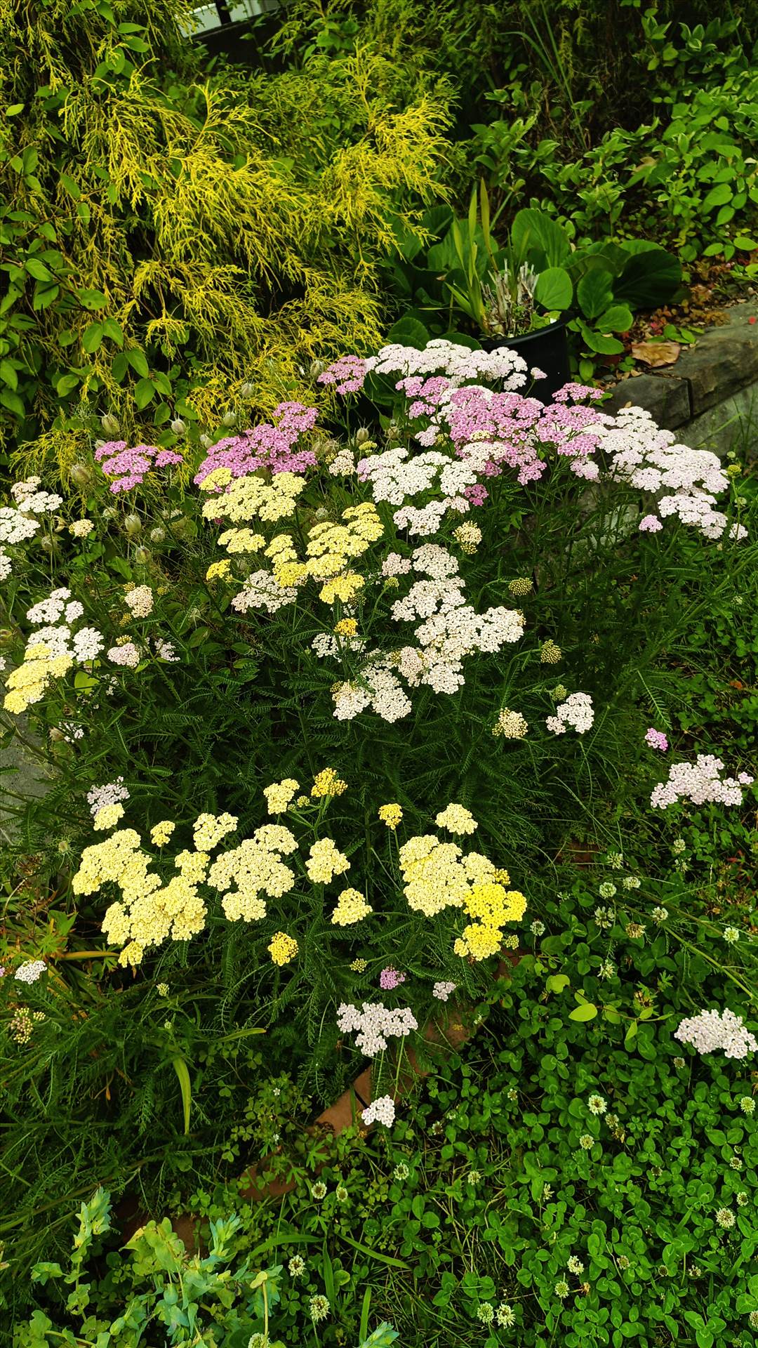 IMG_20250608_121234_501.jpg  by Cantaloupe1